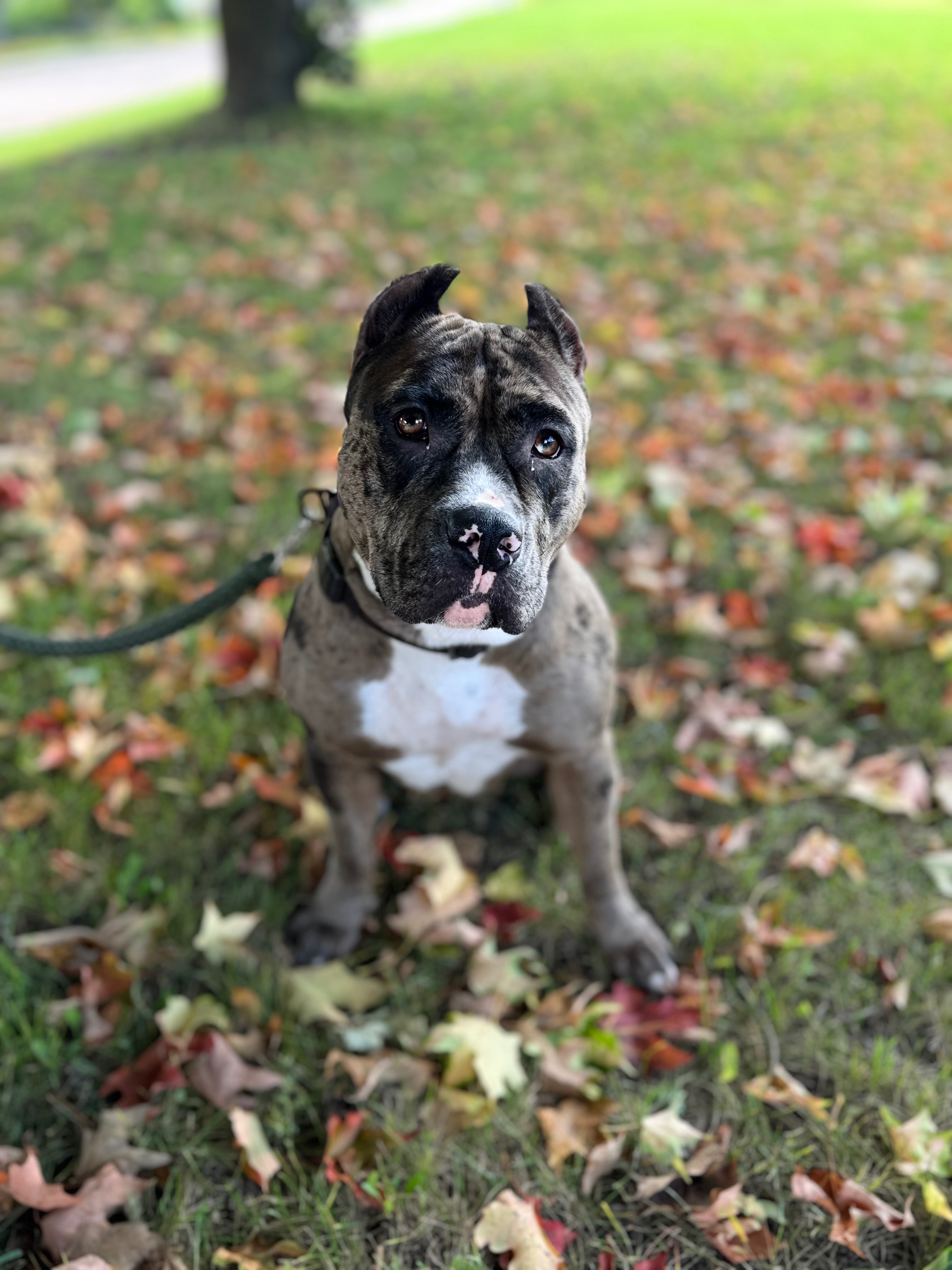 Help Save Moula’s Life - Urgent Surgery Needed campaign photo, 2 of 5