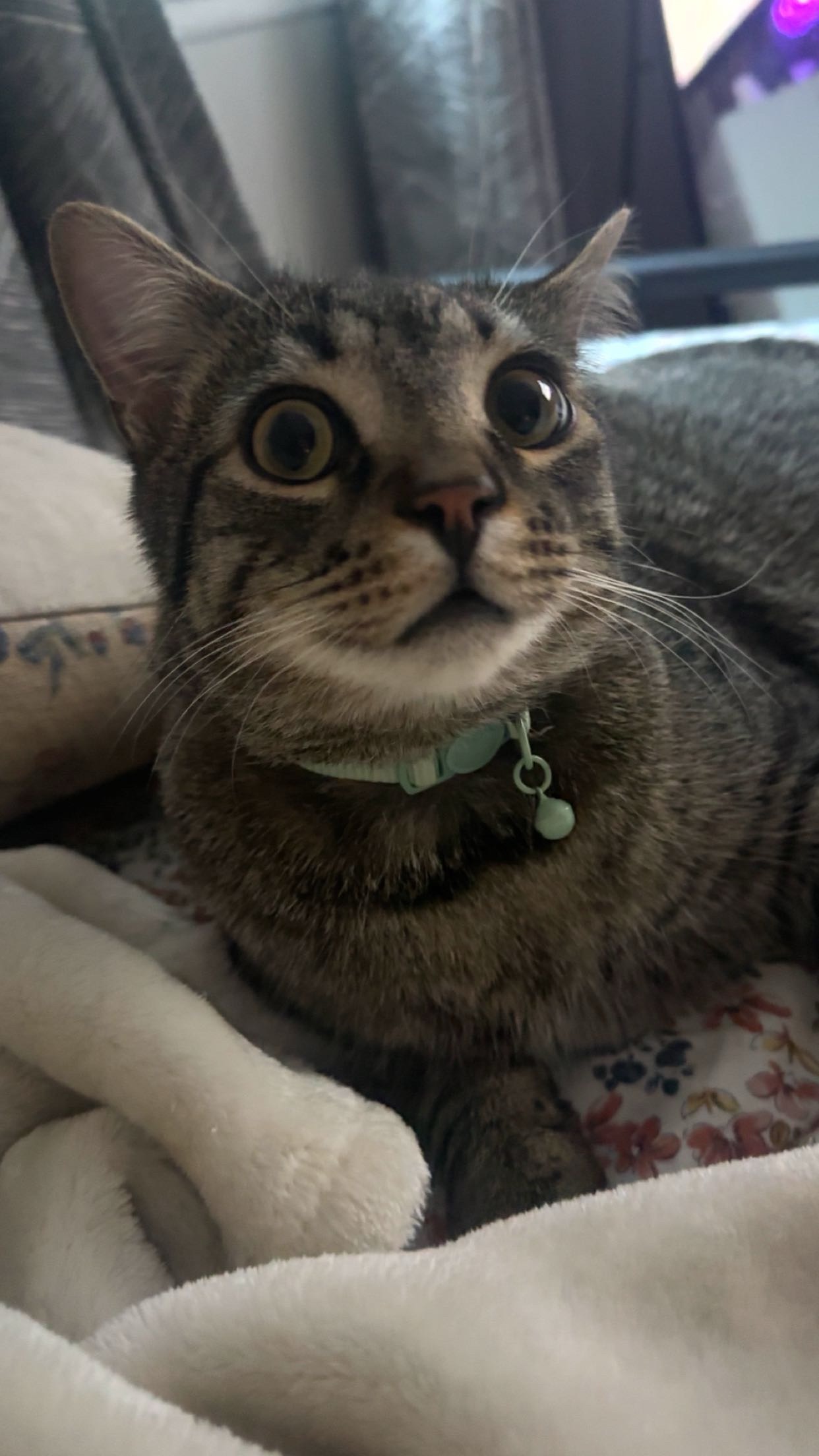 Help Jax Get Lifesaving Surgery campaign photo, 4 of 5