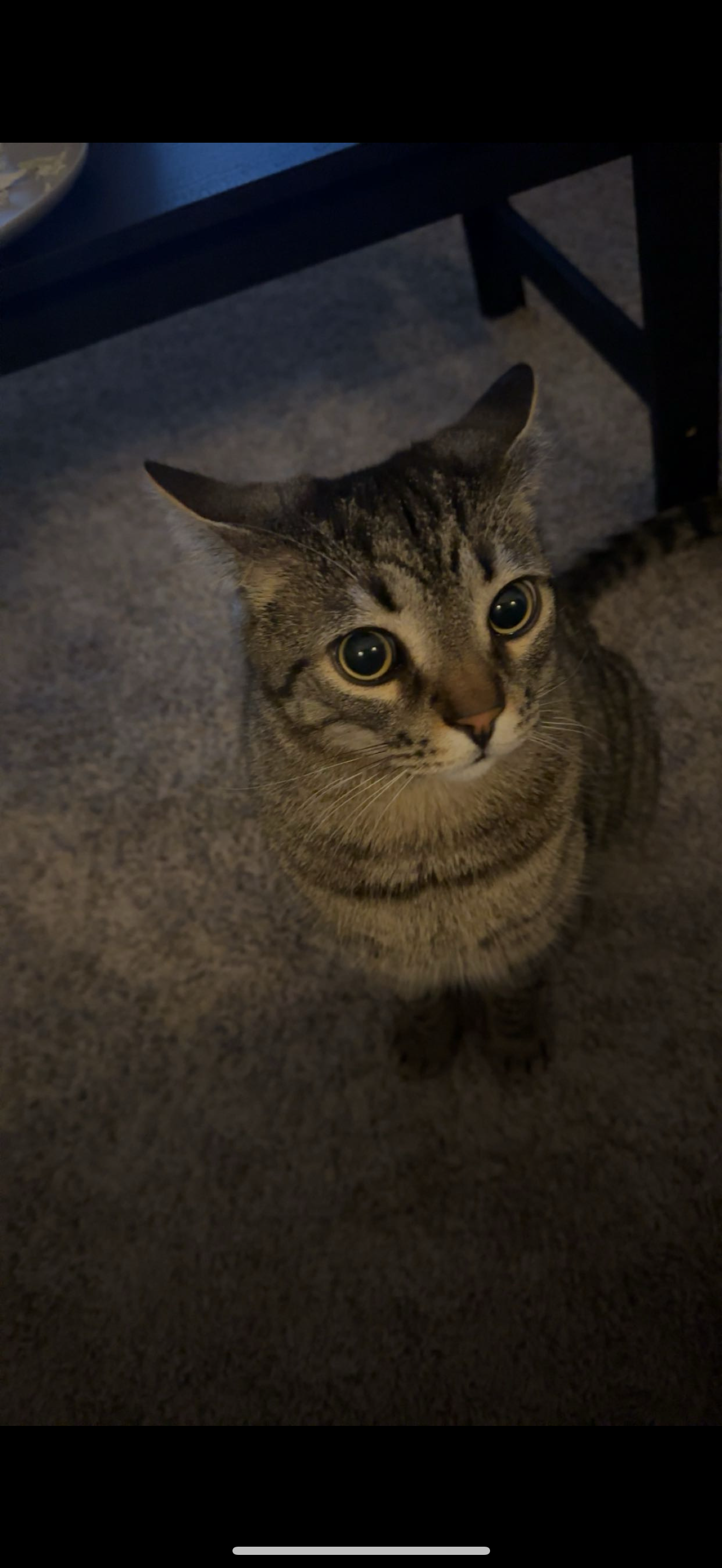 Help Jax Get Lifesaving Surgery campaign photo, 2 of 5
