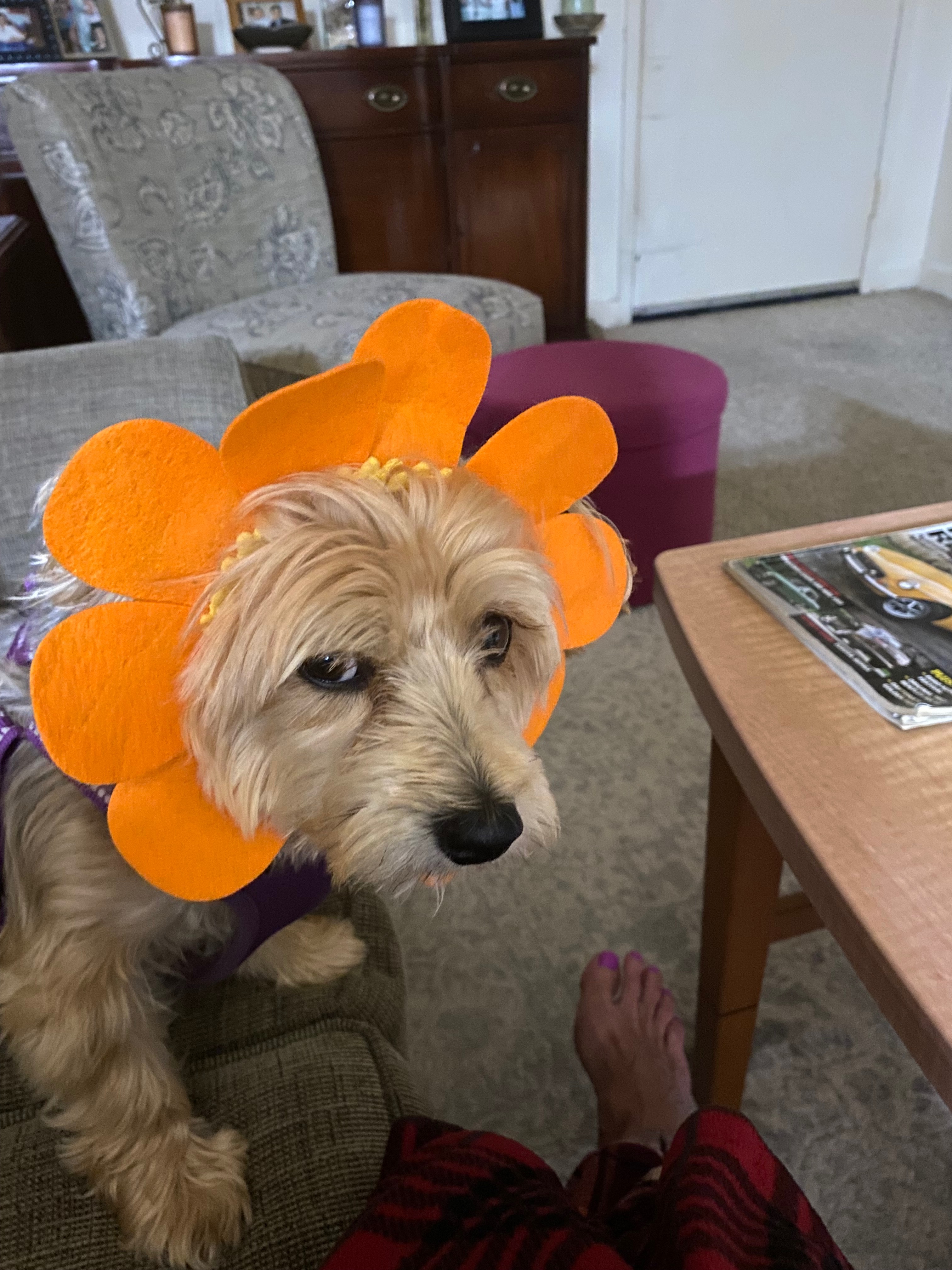 Help Rhonda and Lucy Stay in Their Home campaign photo, 5 of 8
