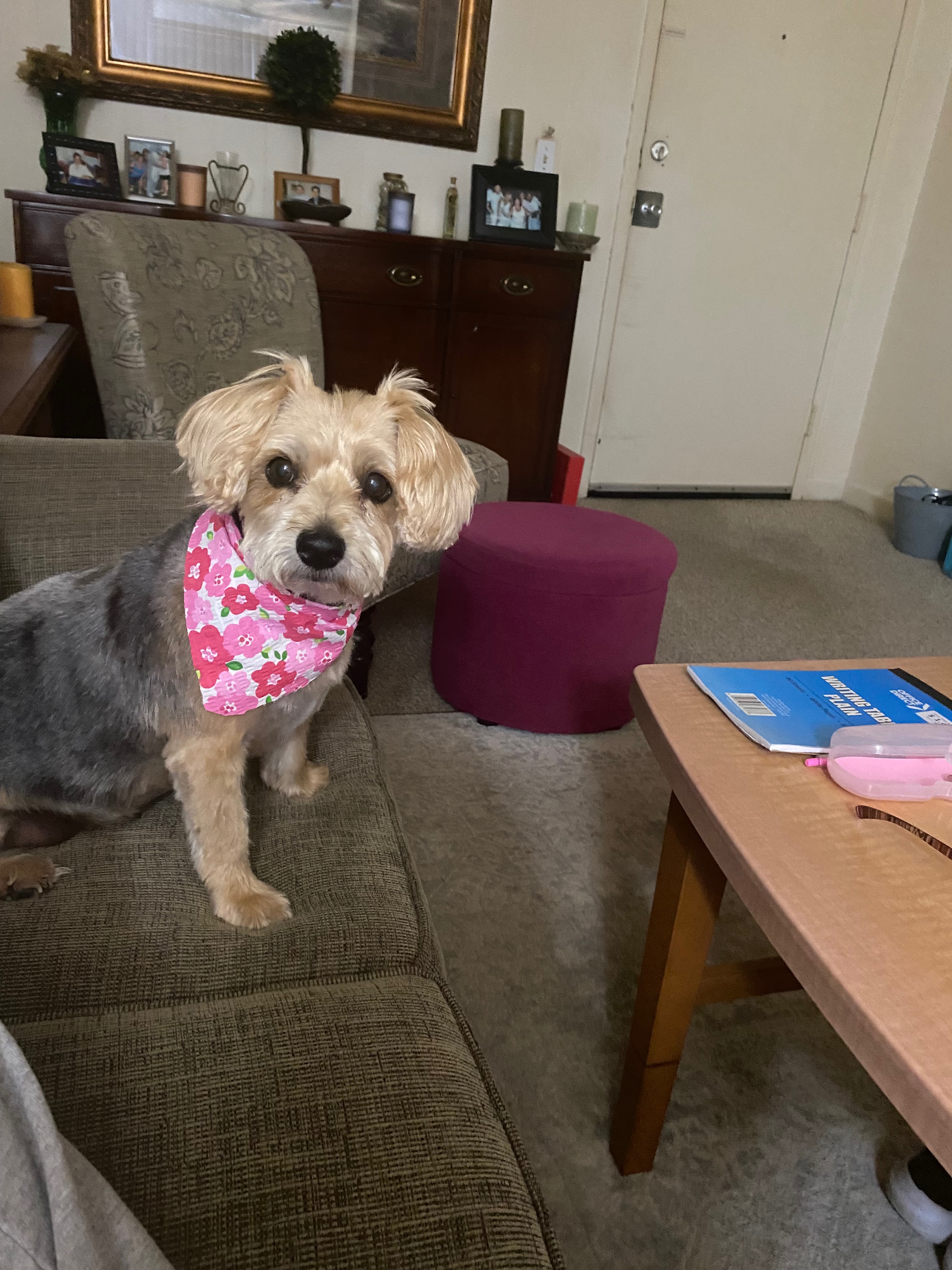 Help Rhonda and Lucy Stay in Their Home campaign photo, 4 of 8