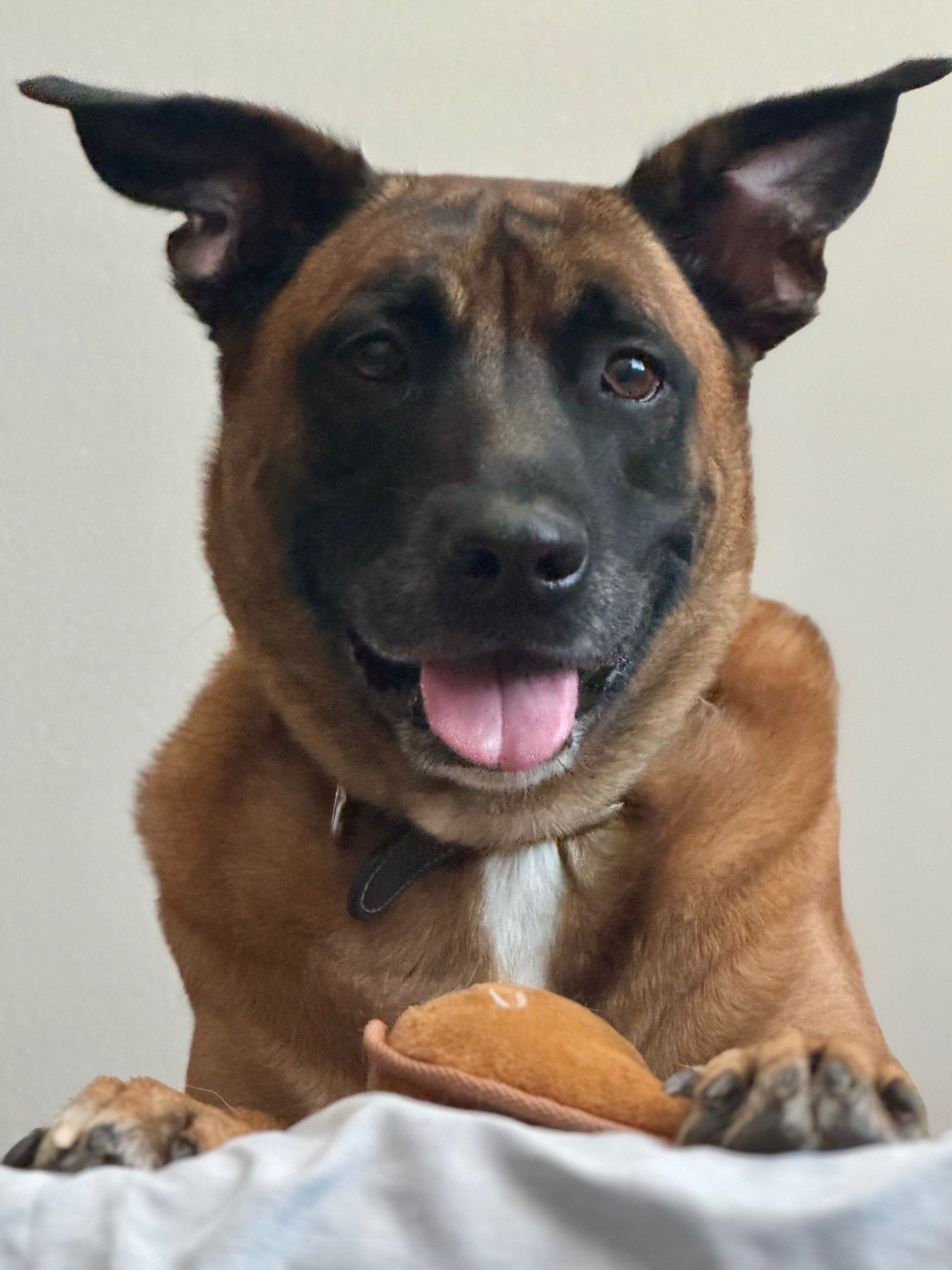Walter’s Rescue campaign photo, 2 of 4