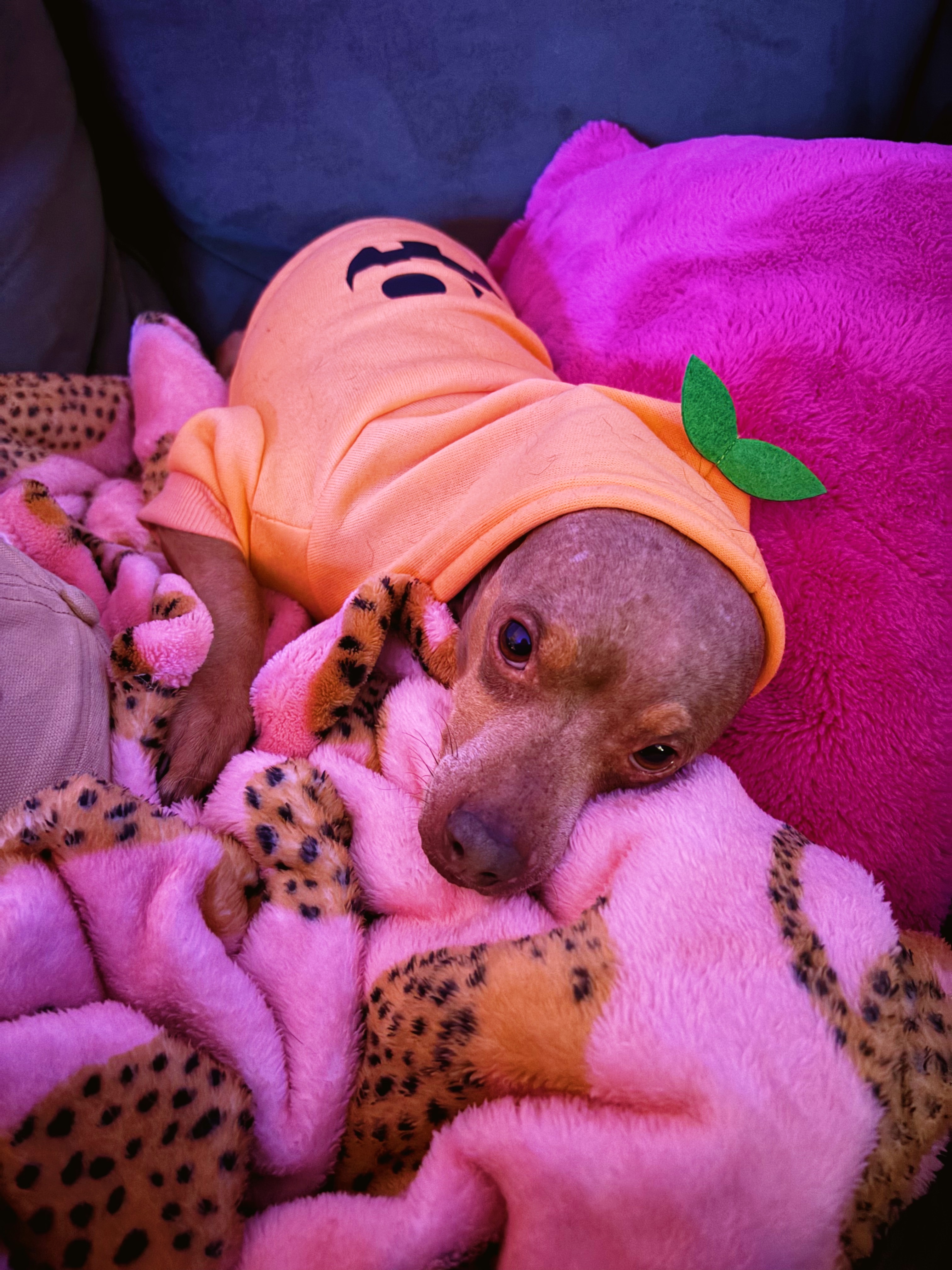 Support Walle's Surgery for a Pain-Free Life campaign photo, 5 of 8
