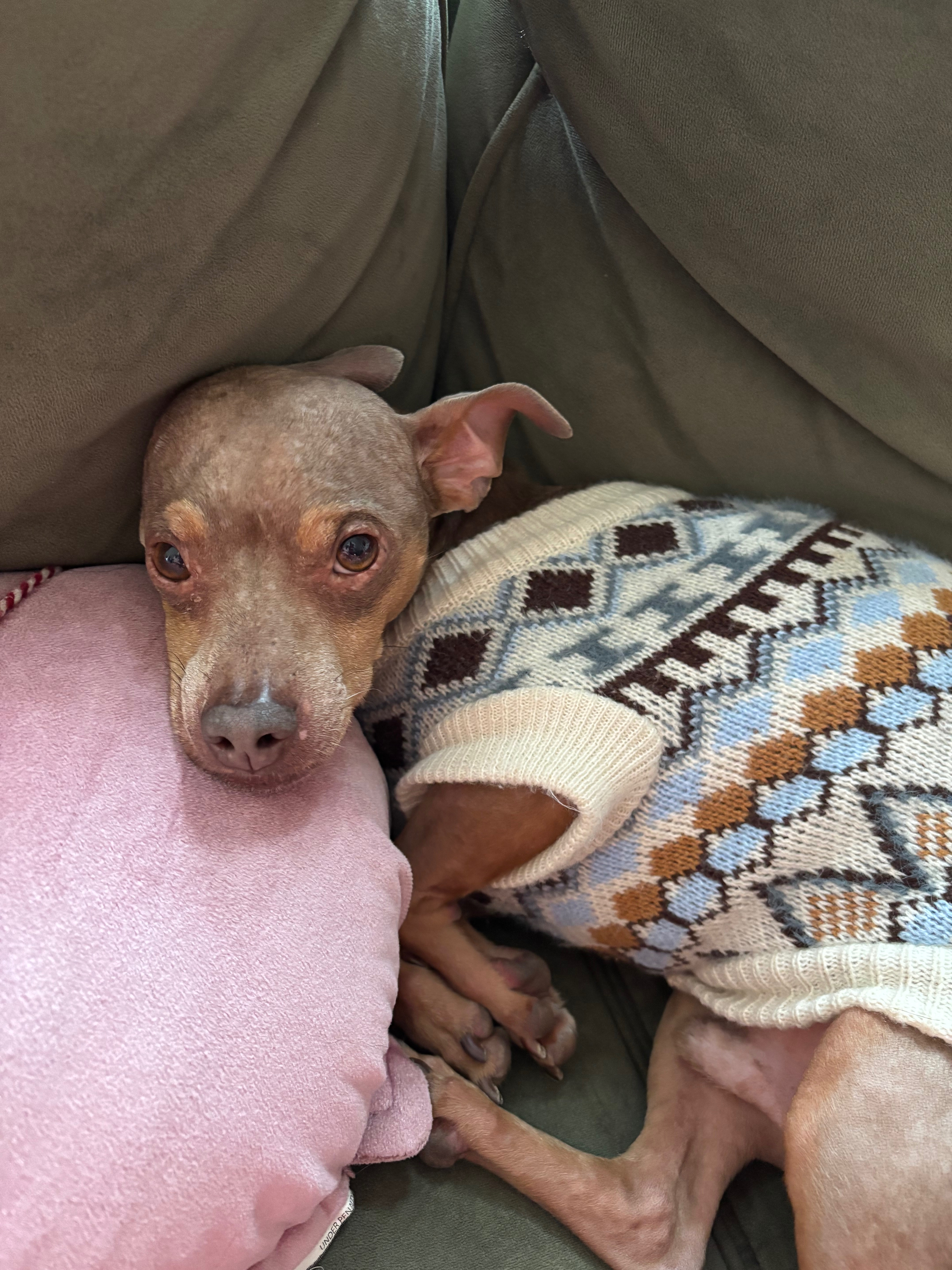 Support Walle's Surgery for a Pain-Free Life campaign photo, 6 of 8
