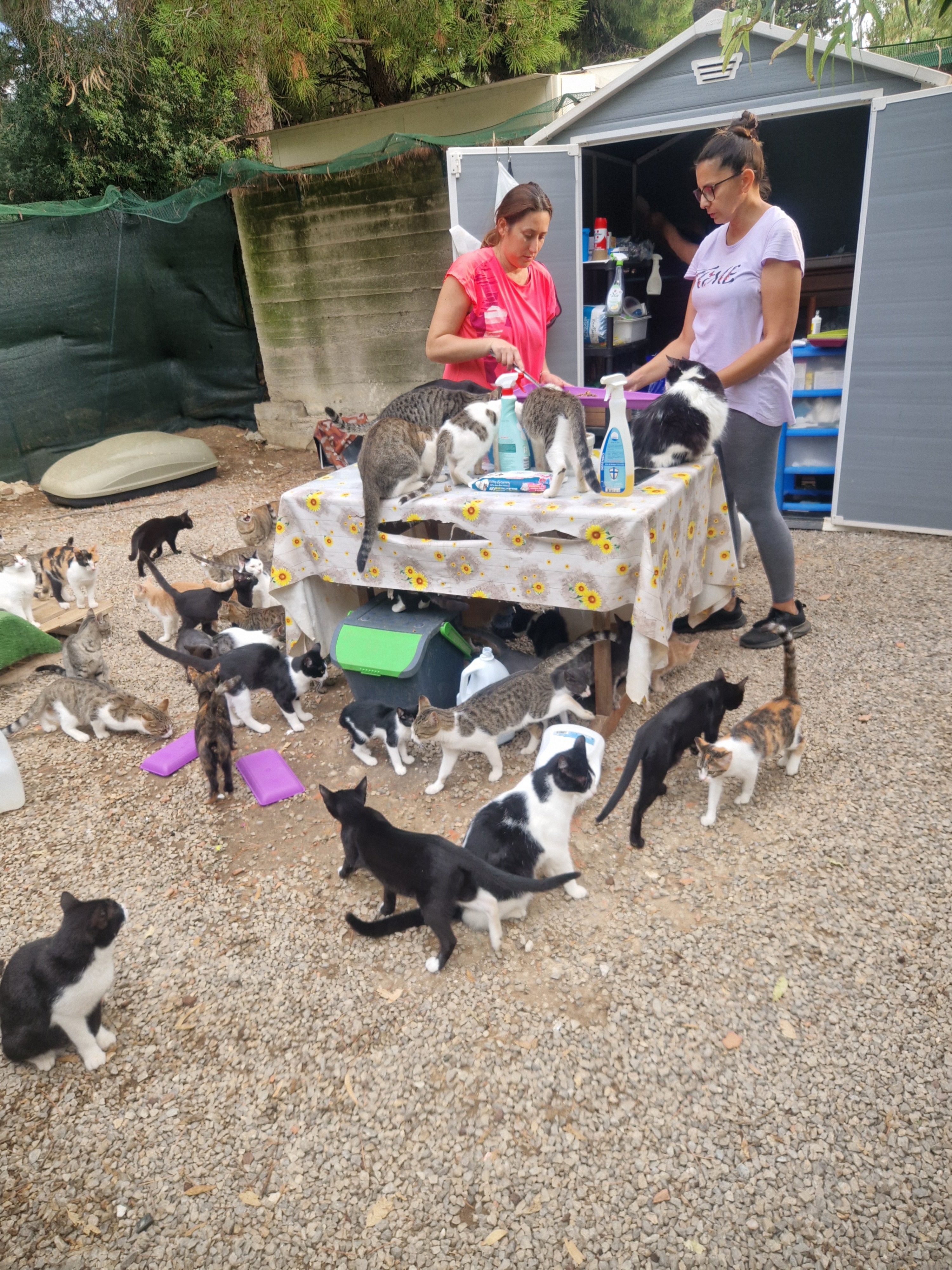 Kampagnen-Foto für Help for Sicily’s Forgotten Cats – Support ZampAmica, 7 von 8