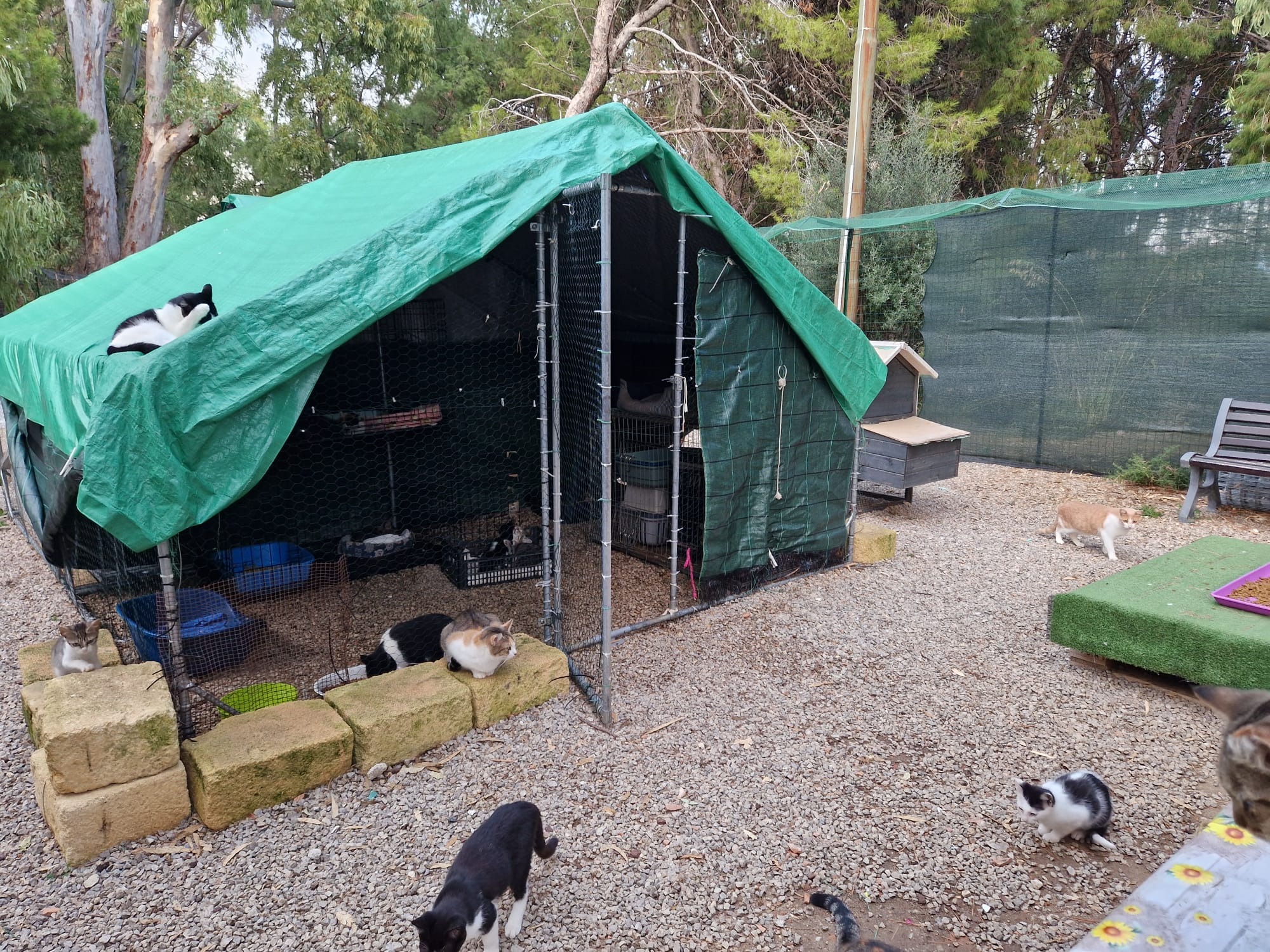 Kampagnen-Foto für Help for Sicily’s Forgotten Cats – Support ZampAmica, 2 von 8
