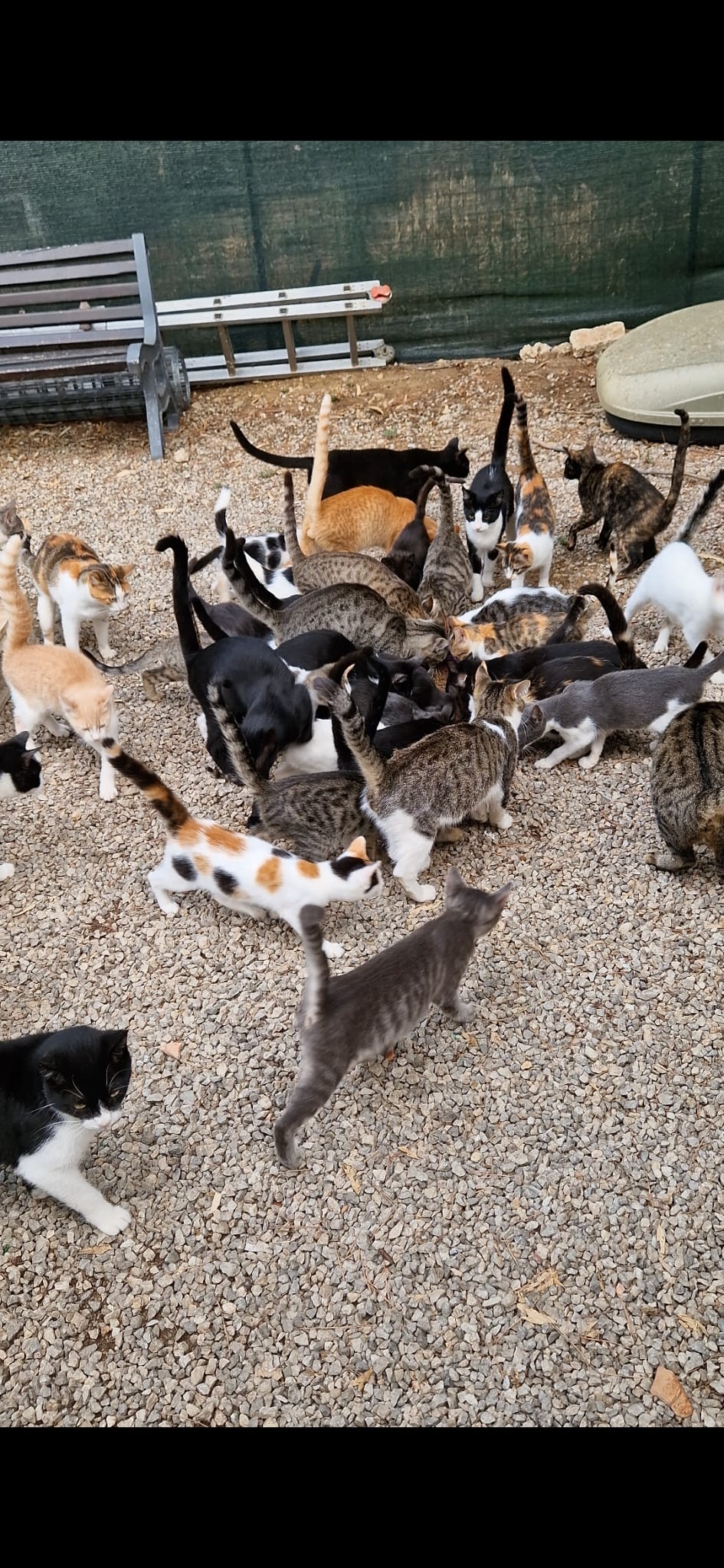 Kampagnen-Foto für Help for Sicily’s Forgotten Cats – Support ZampAmica, 4 von 8