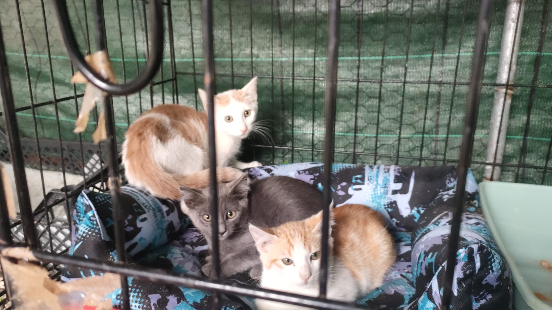 Kampagnen-Foto für Help for Sicily’s Forgotten Cats – Support ZampAmica, 5 von 8