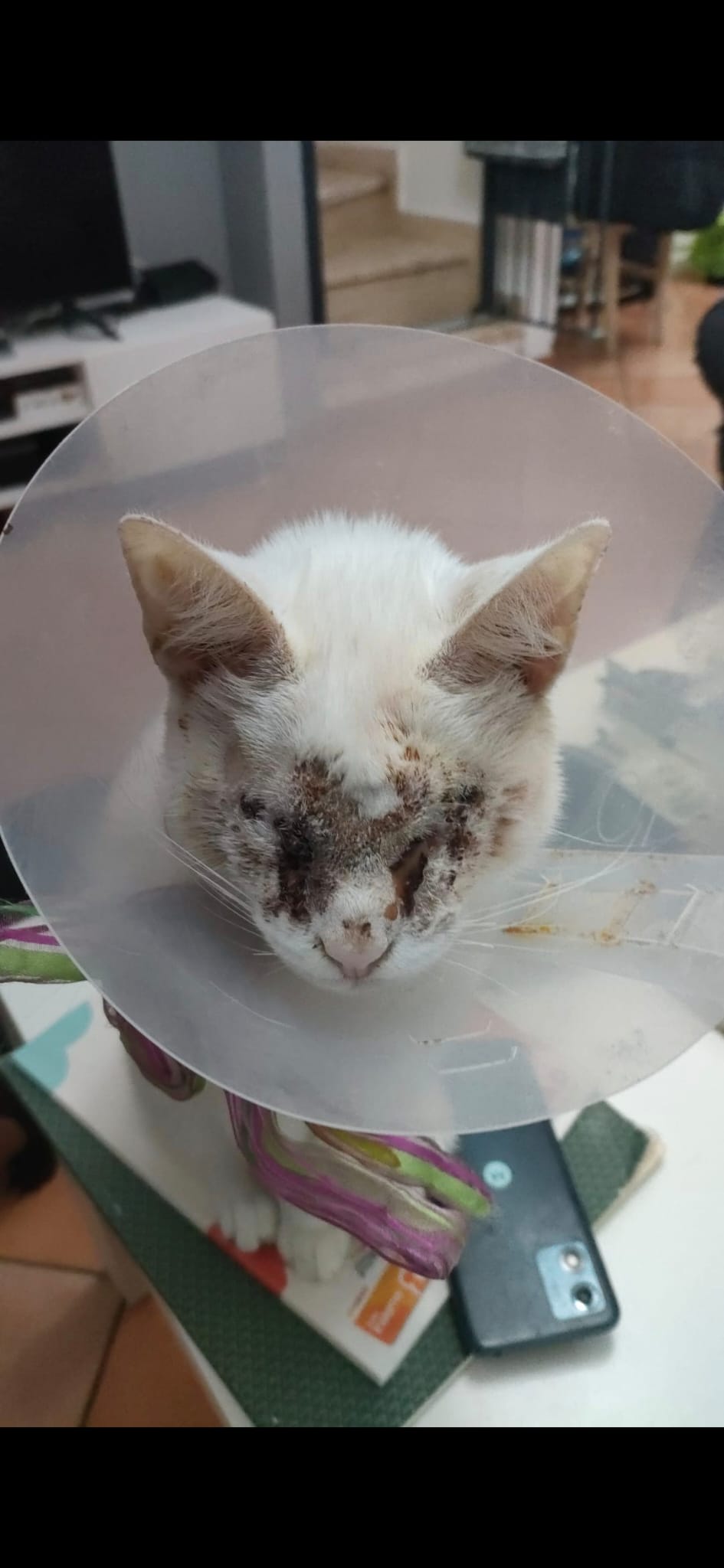 Kampagnen-Foto für Help for Sicily’s Forgotten Cats – Support ZampAmica, 6 von 8