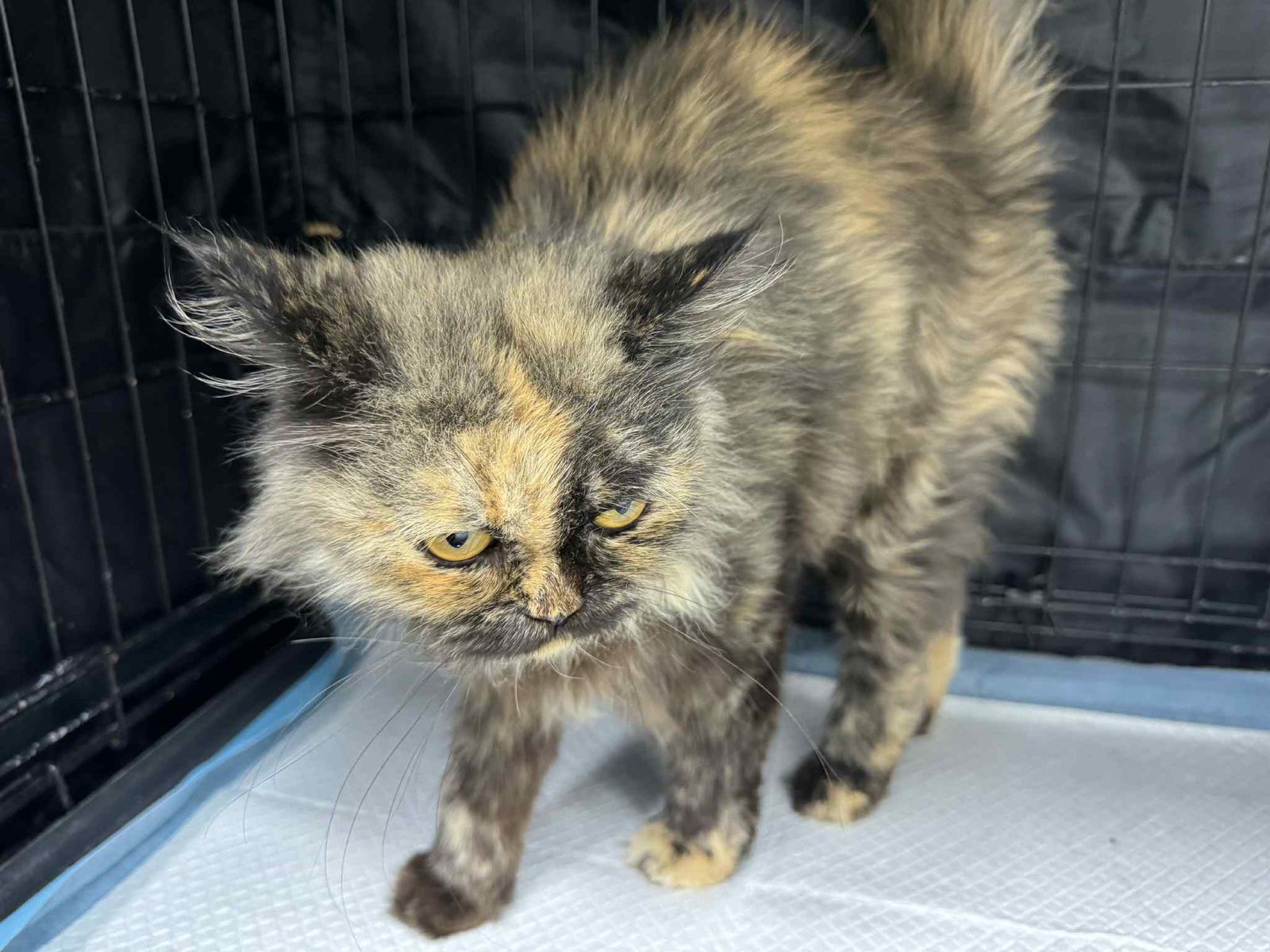 ‼️ Help this little sweetheart reach her home ‼️ campaign photo, 6 of 7