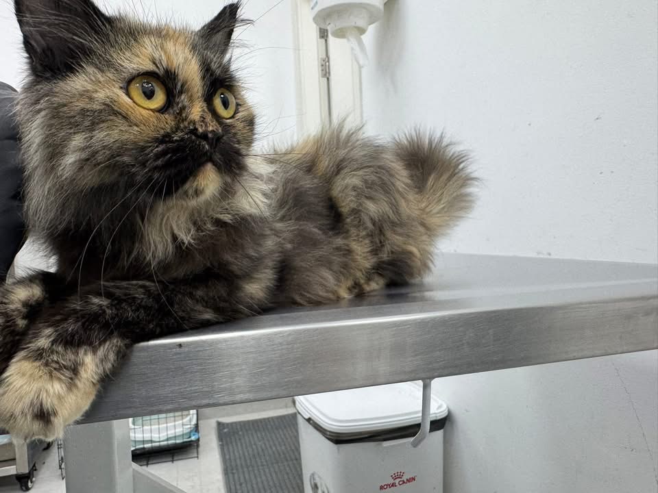 ‼️ Help this little sweetheart reach her home ‼️ campaign photo, 5 of 7