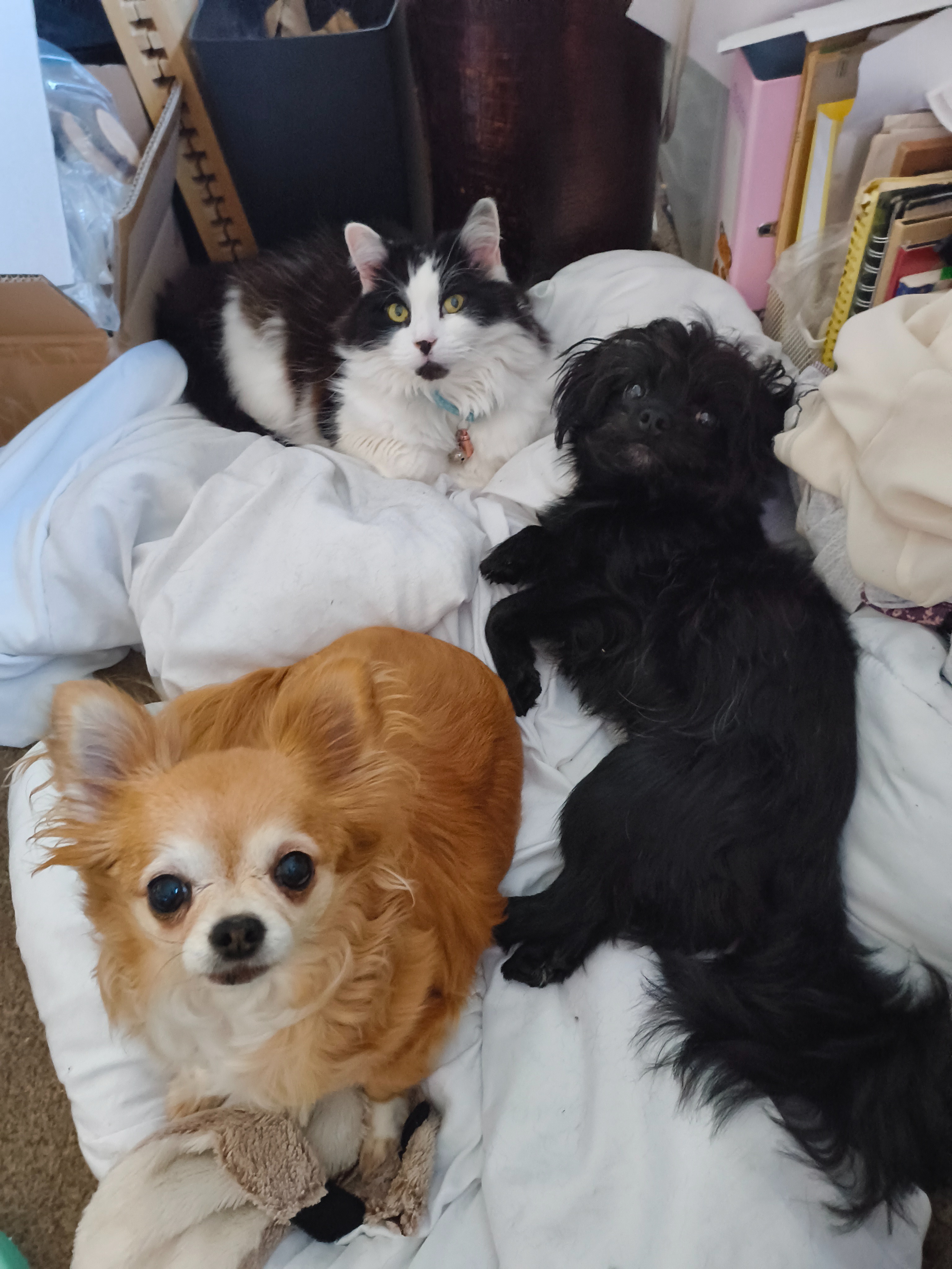 Get well soon Lily and Badger! campaign photo, 2 of 4