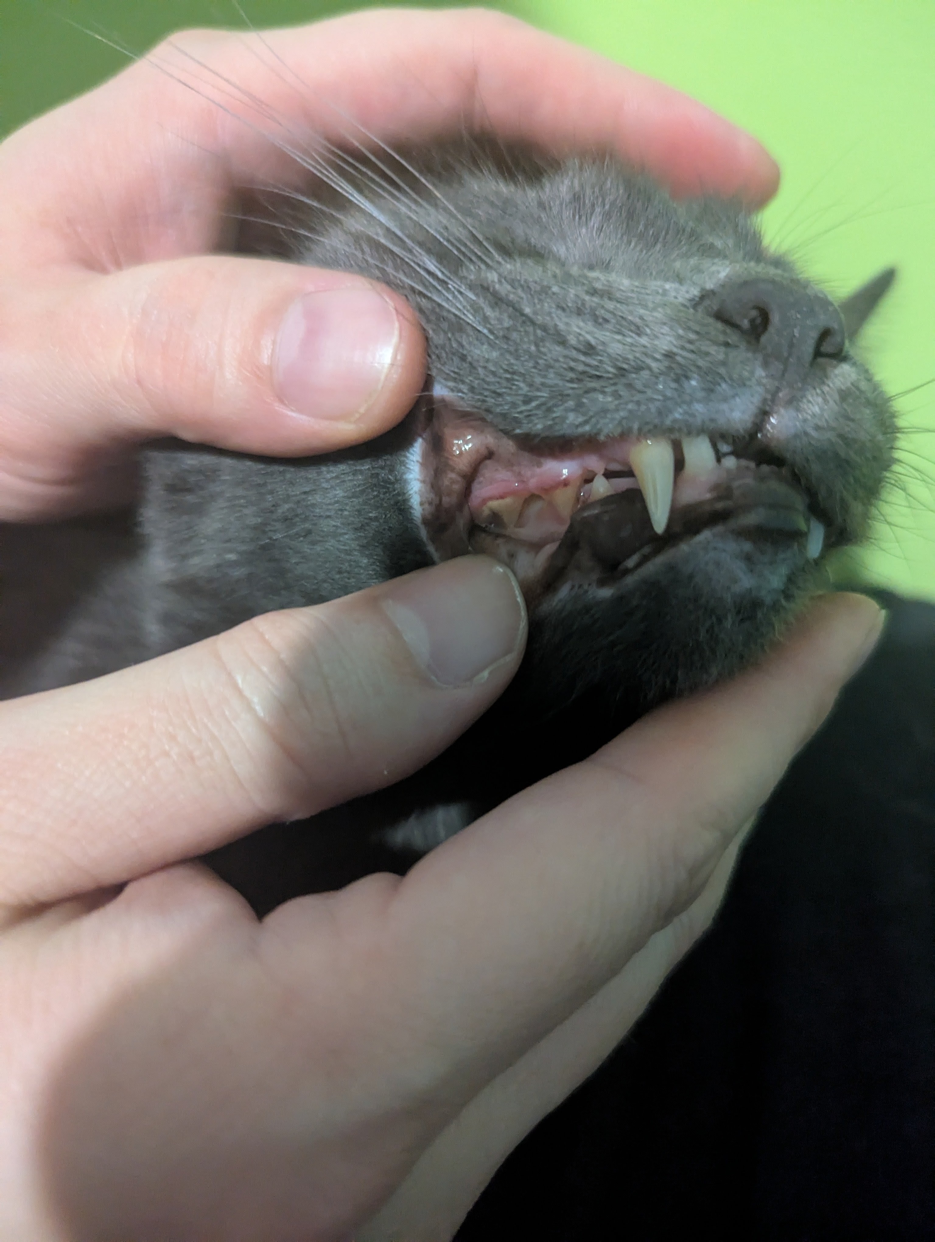 Funding Sterling's dental surgery campaign photo, 6 of 8