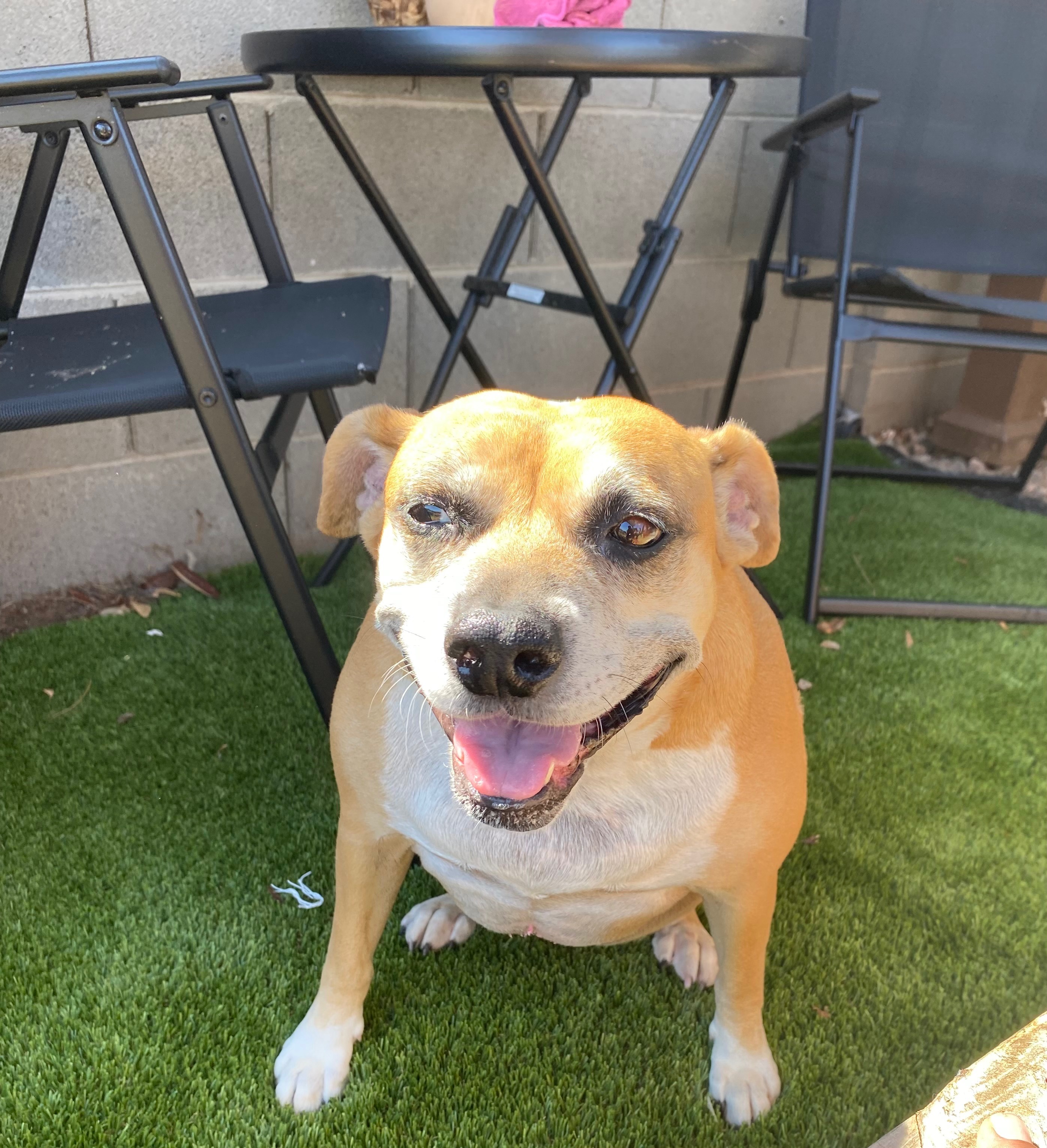 Please help my fur baby Lady get the treatment she deserves. campaign photo, 4 of 5
