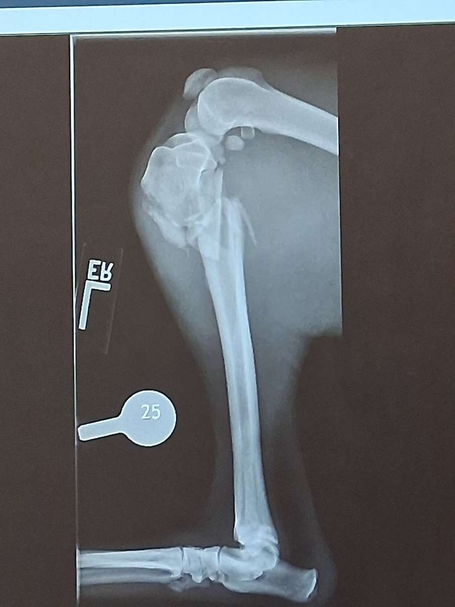 Support Our Dog's Recovery After Accident campaign photo, 6 of 7