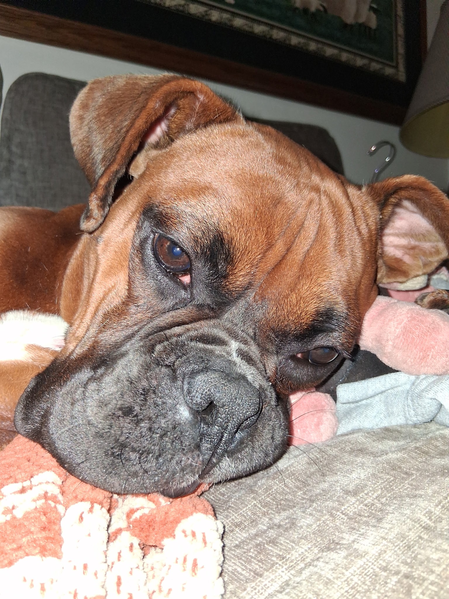 Support Our Dog's Recovery After Accident campaign photo, 2 of 7