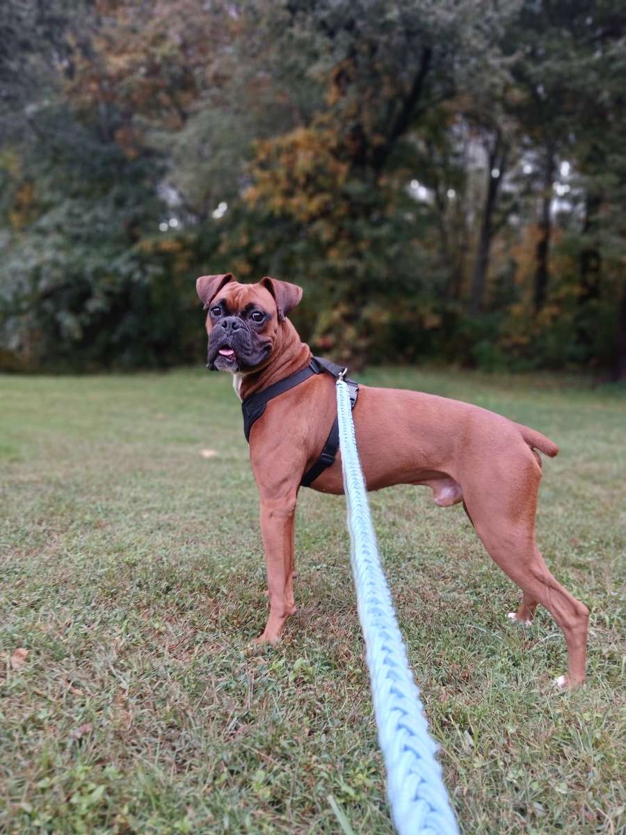 Support Our Dog's Recovery After Accident campaign photo, 4 of 7