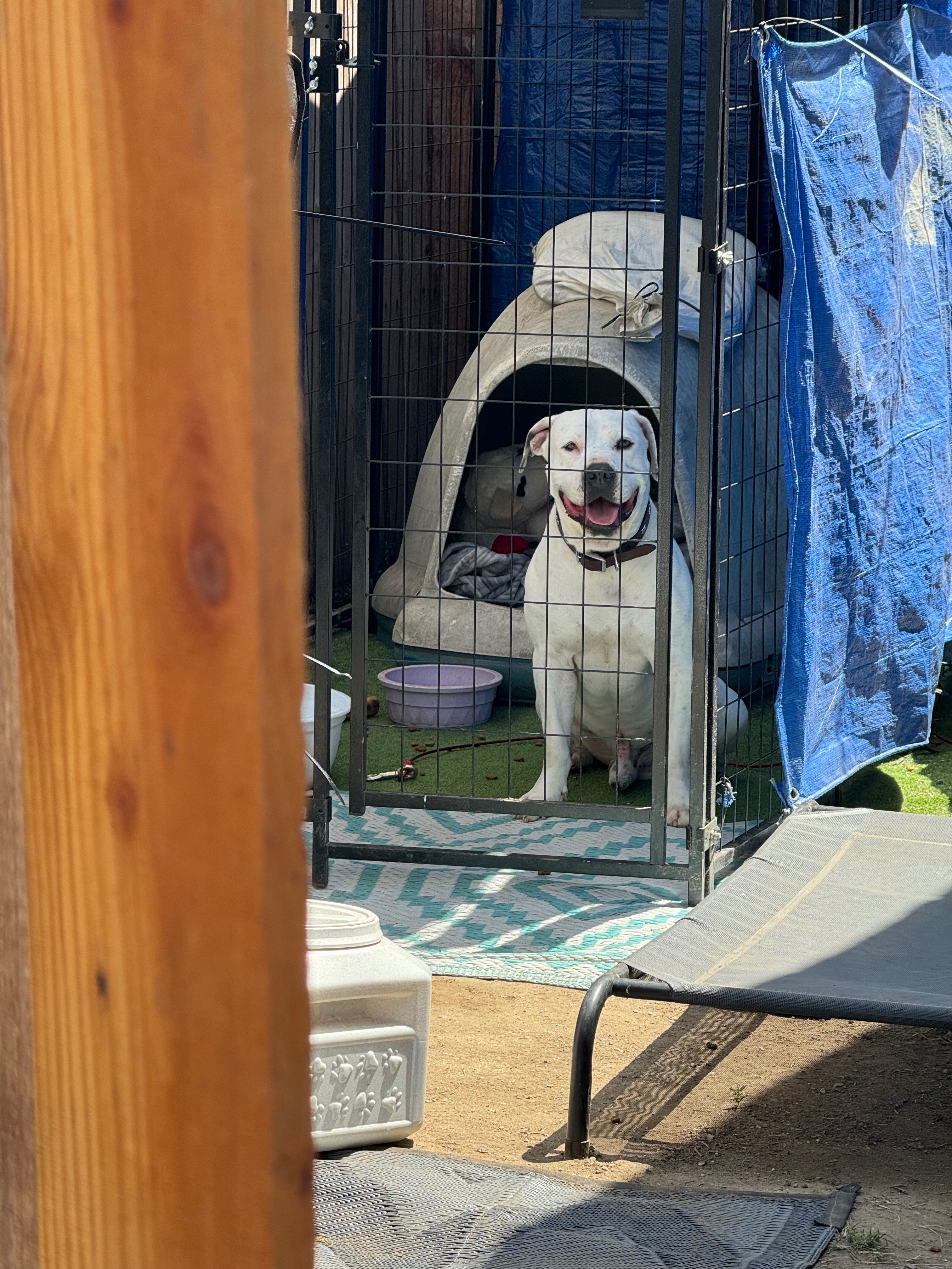 Help is needed to improve my stray dog area campaign photo, 4 of 7