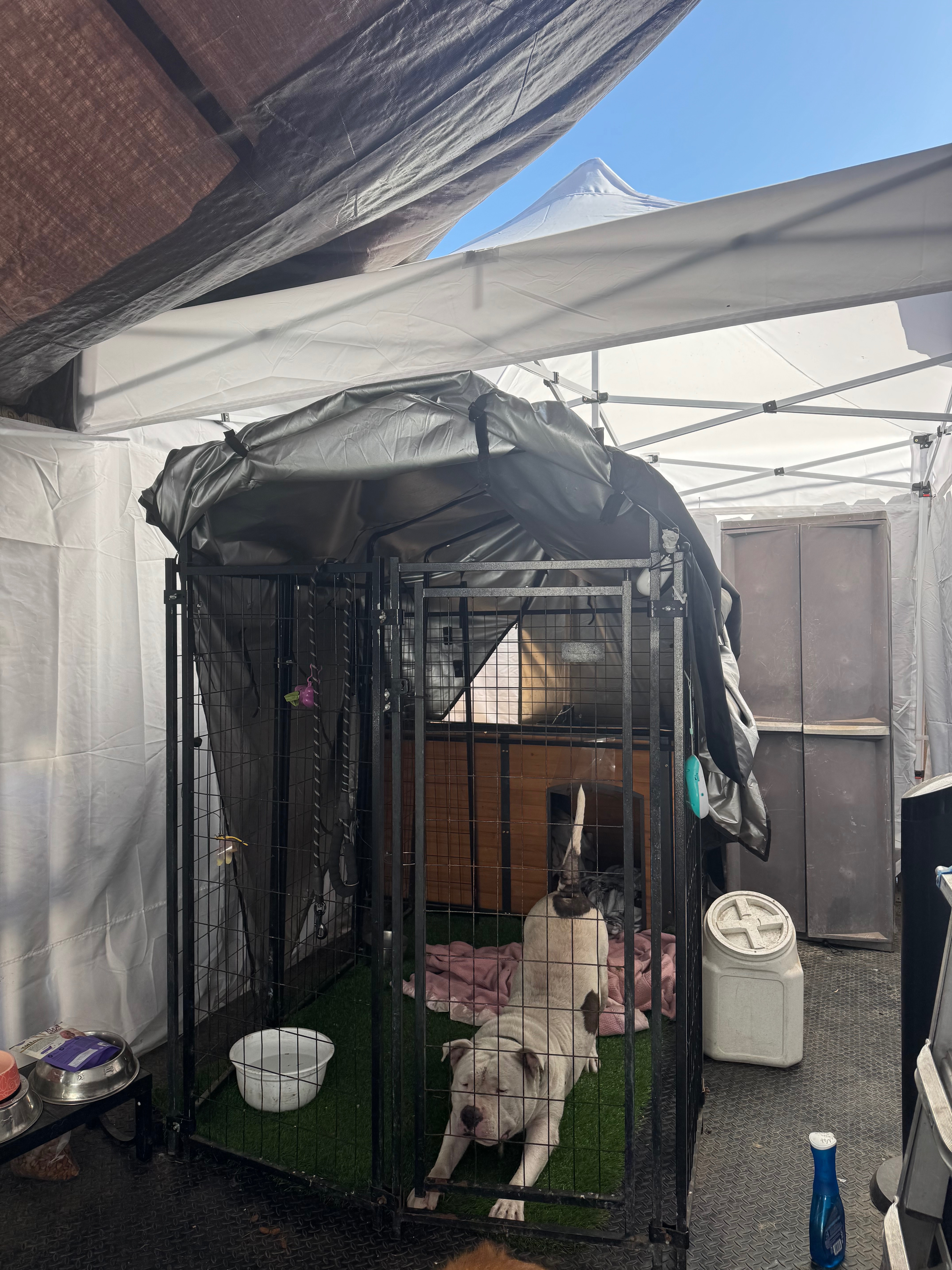 Help is needed to improve my stray dog area campaign photo, 5 of 7