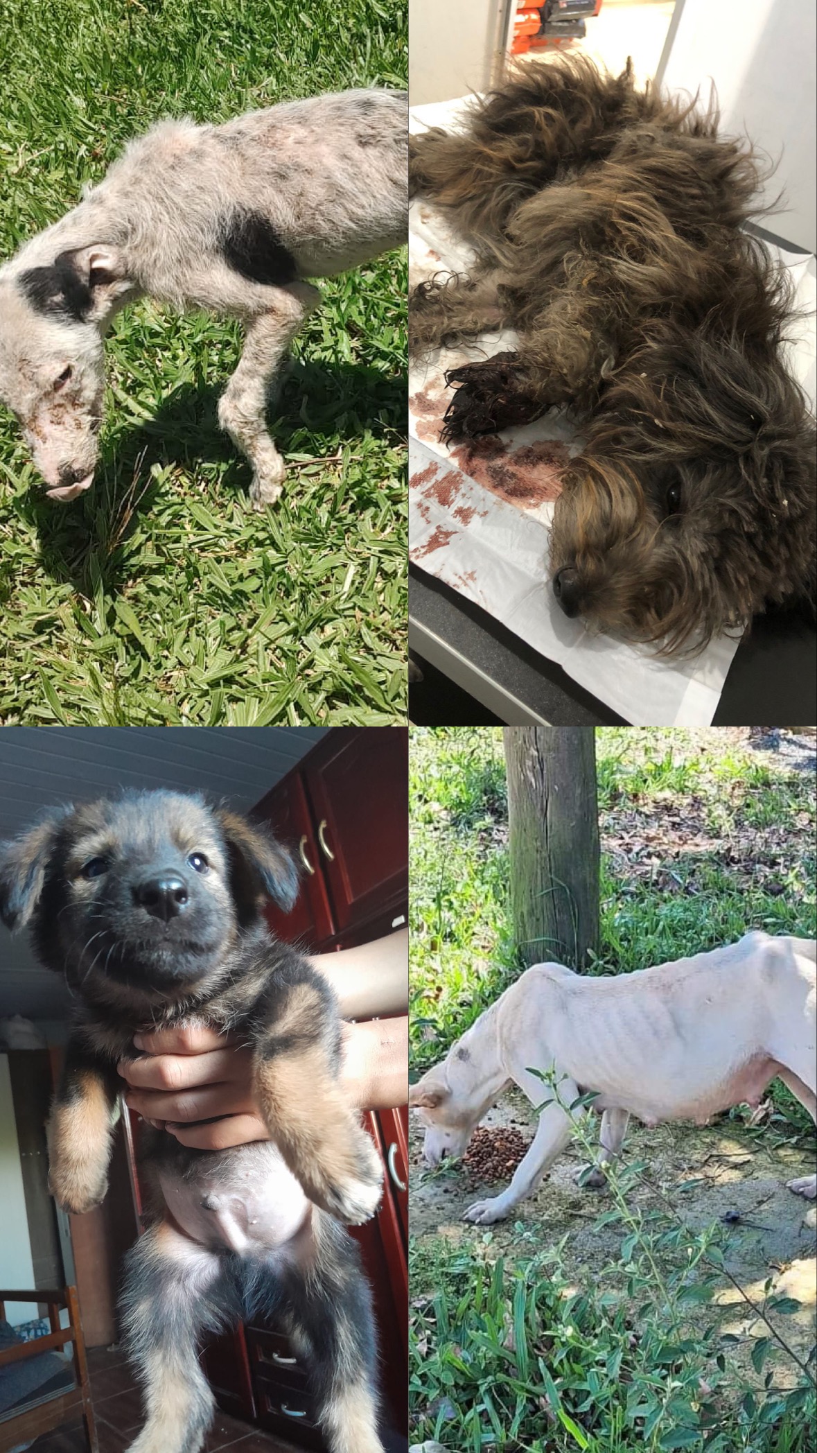Help me help the voiceless campaign photo, 4 of 7