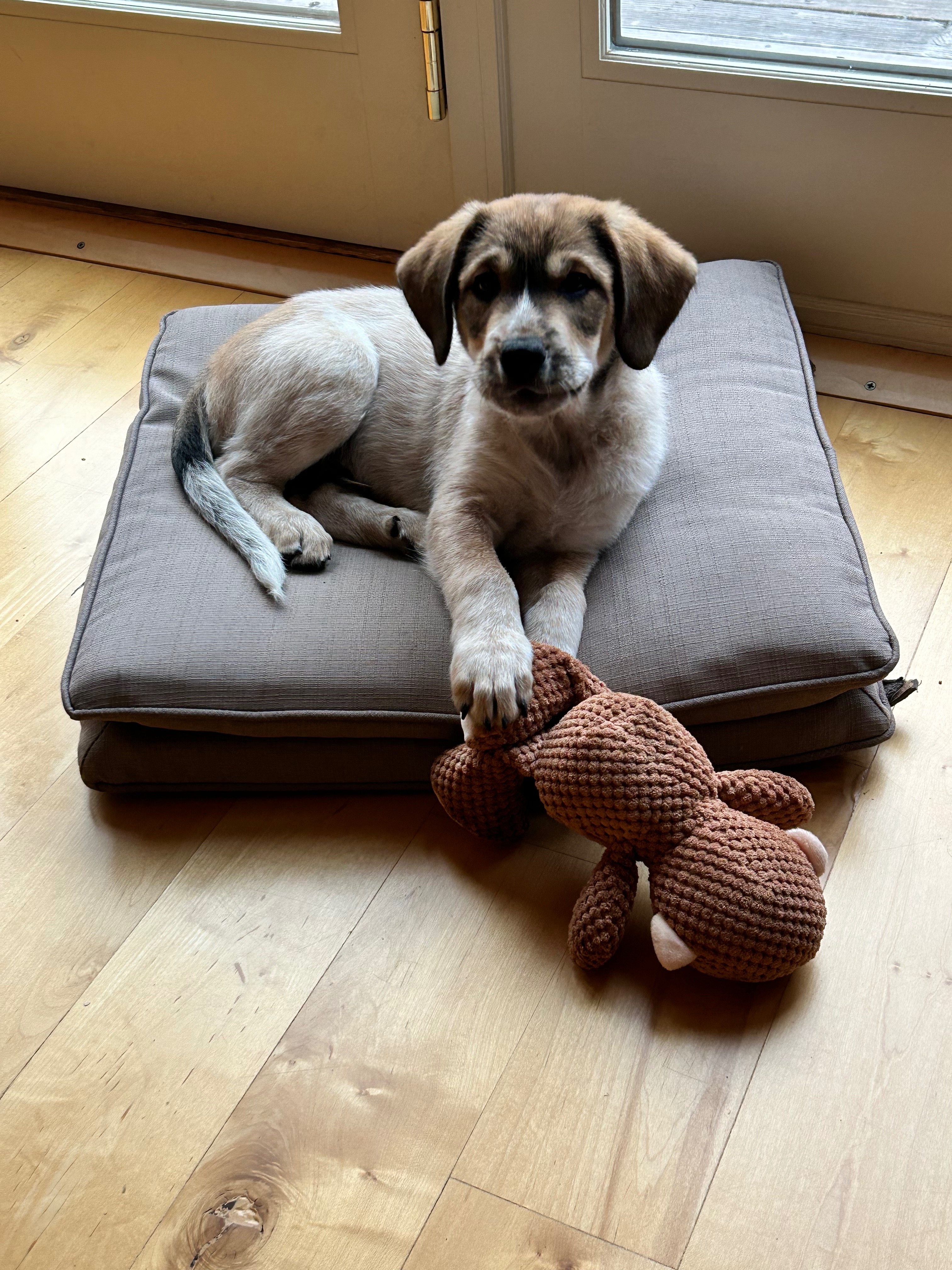 Help Annie Save Her Puppy campaign photo, 4 of 5