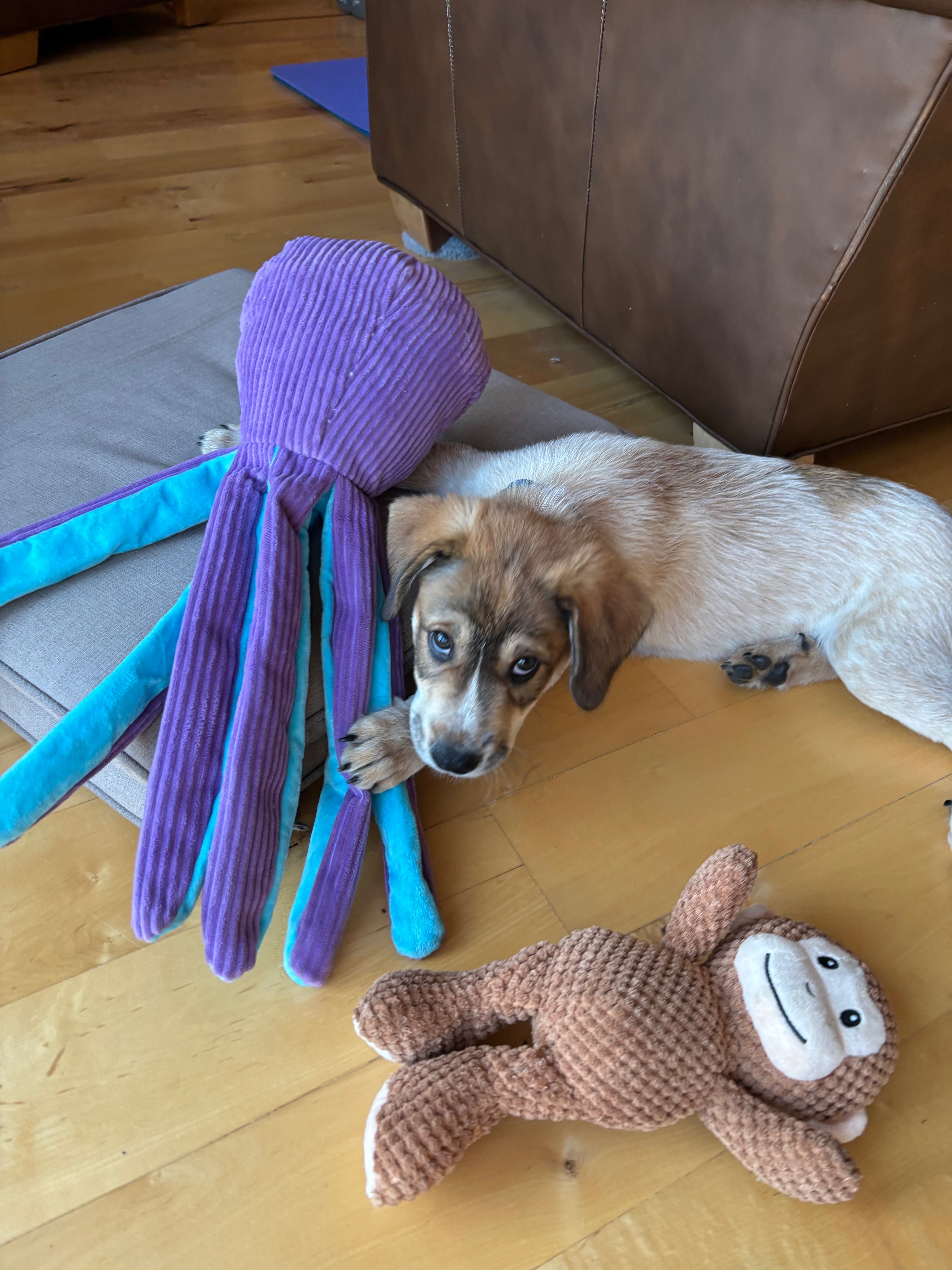 Help Annie Save Her Puppy campaign photo, 2 of 5