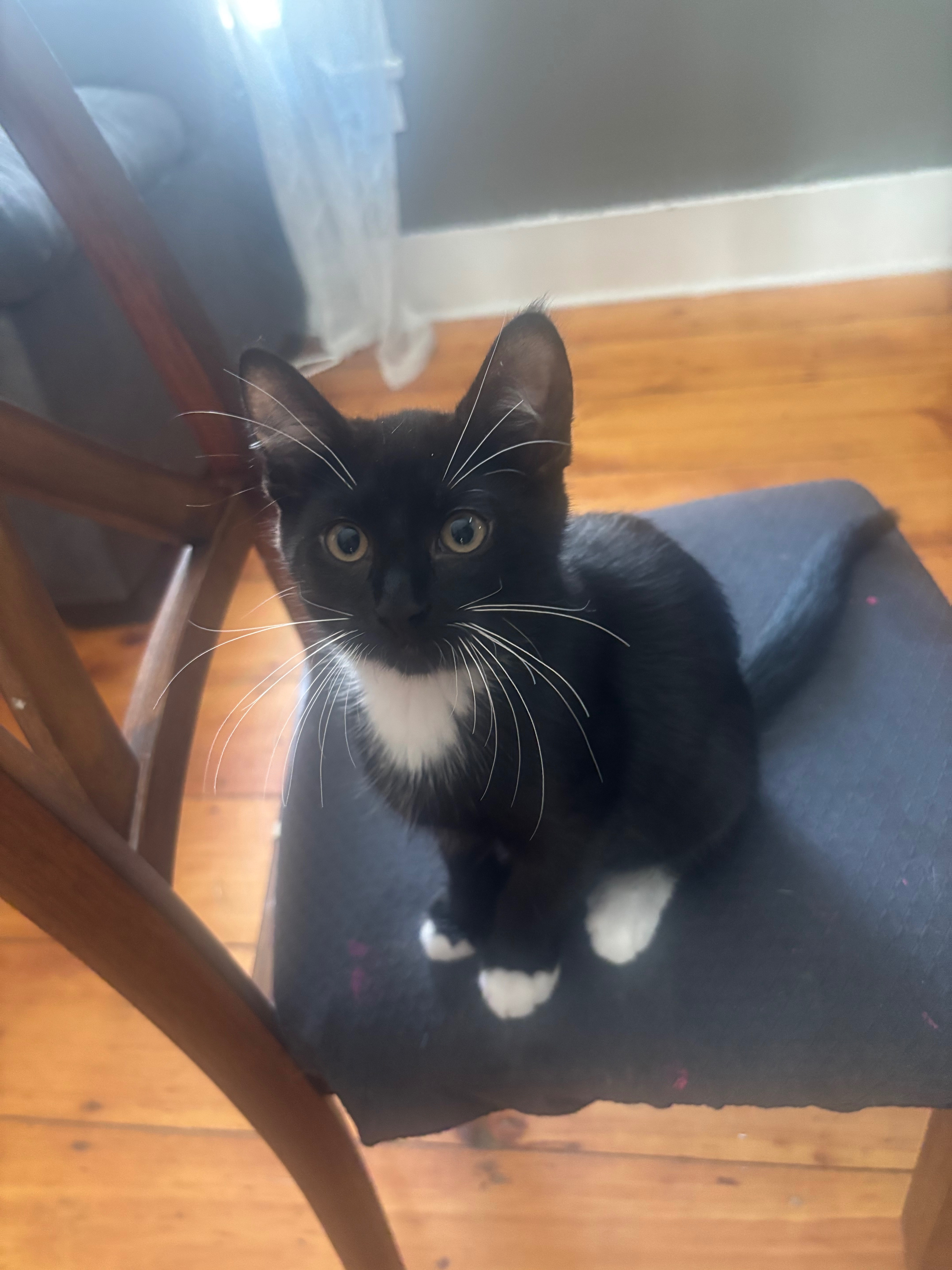 Support Our Kittens' Emergency Vet Care campaign photo, 5 of 6