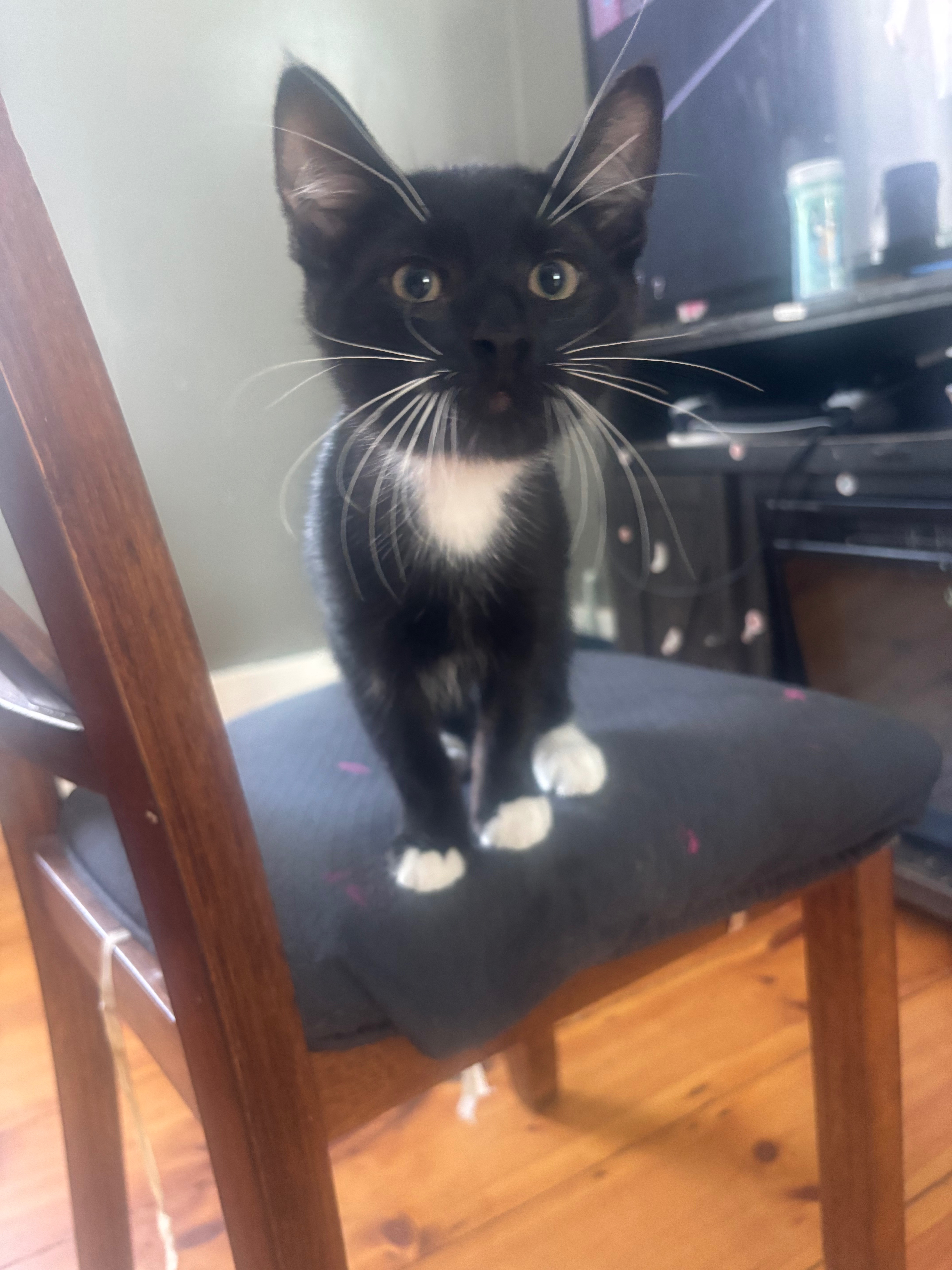 Support Our Kittens' Emergency Vet Care campaign photo, 4 of 6
