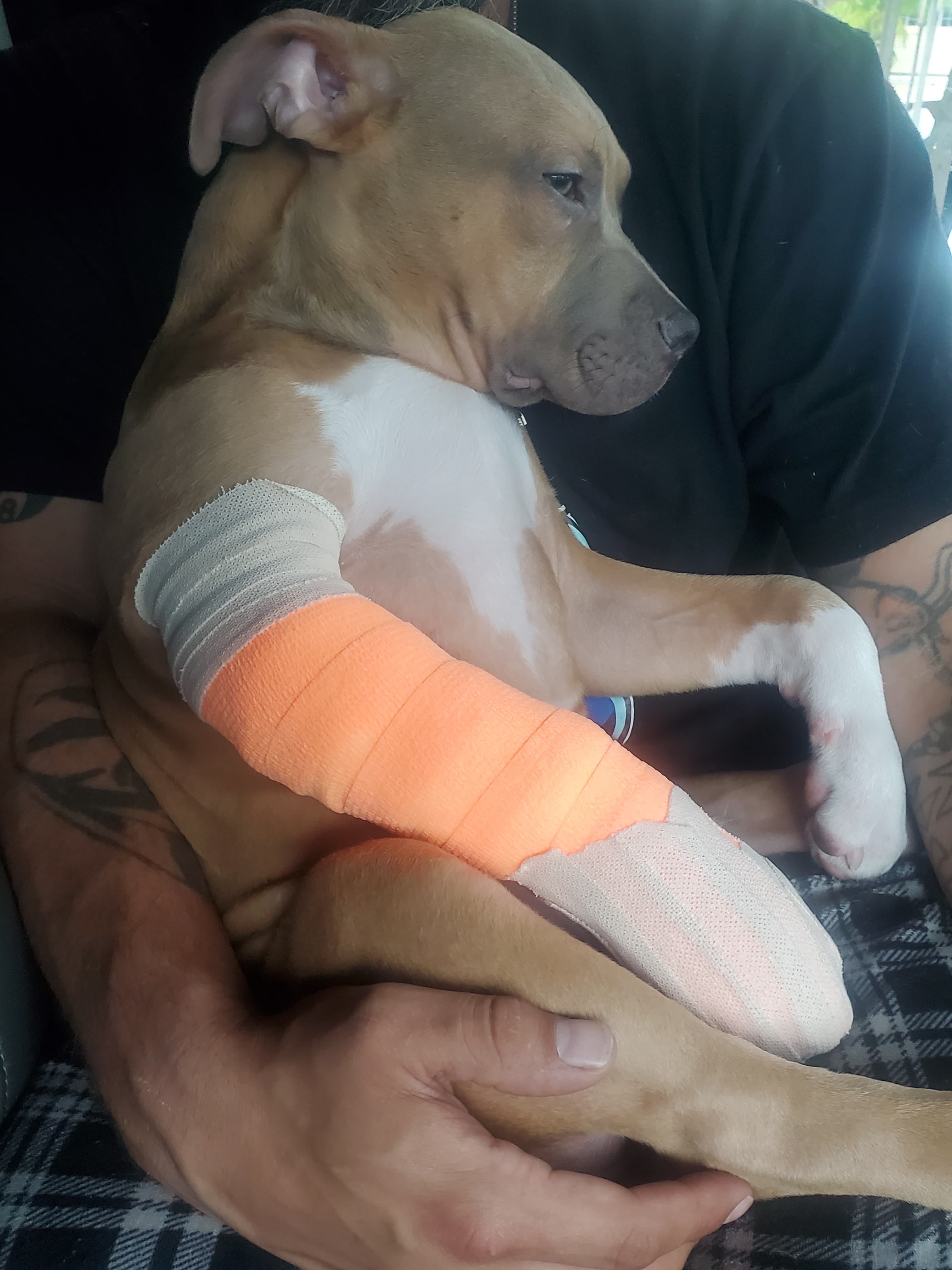 Help Osiris Recover: Puppy Surgery Fund campaign photo, 5 of 6