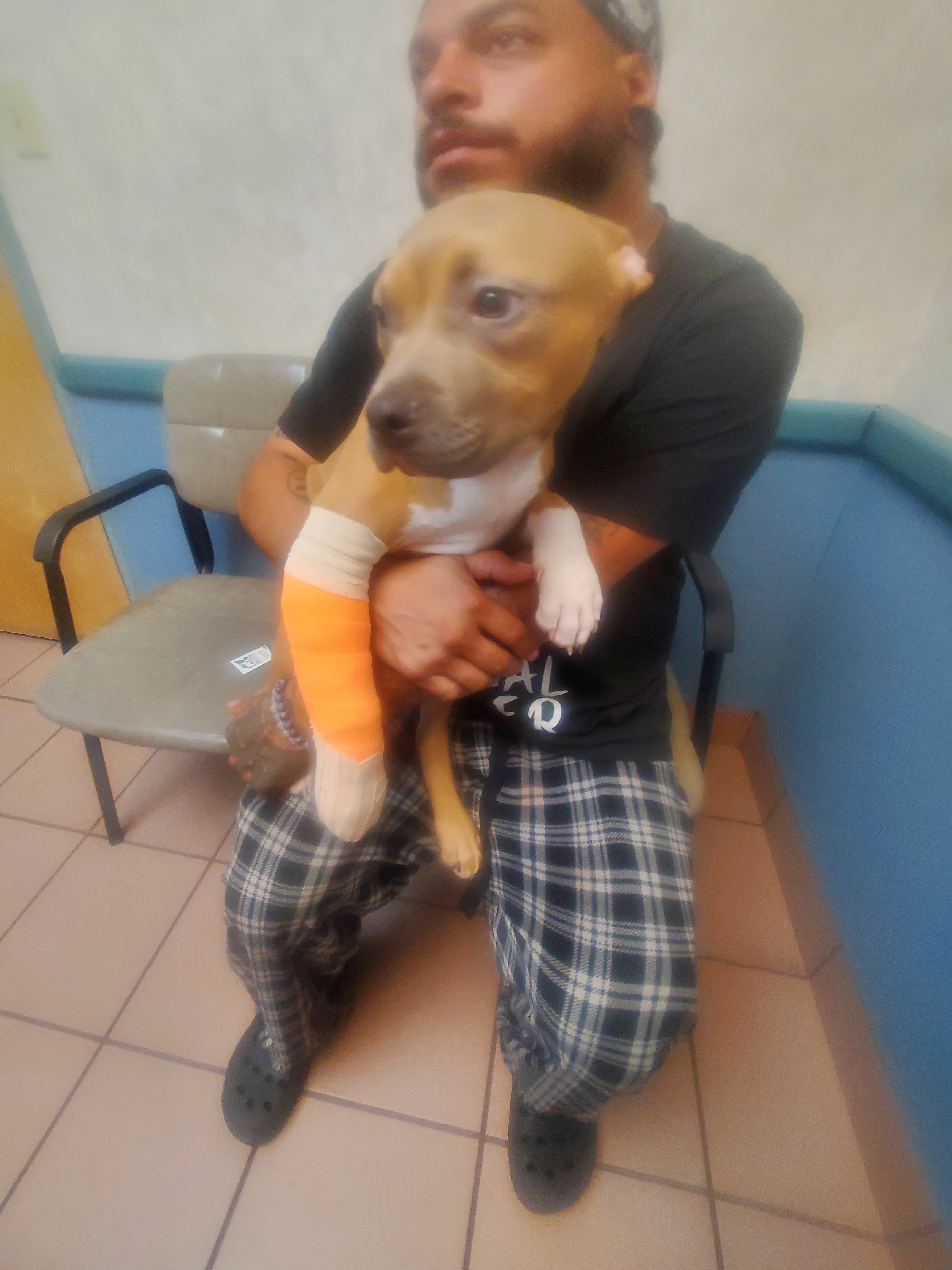 Help Osiris Recover: Puppy Surgery Fund campaign photo, 4 of 6