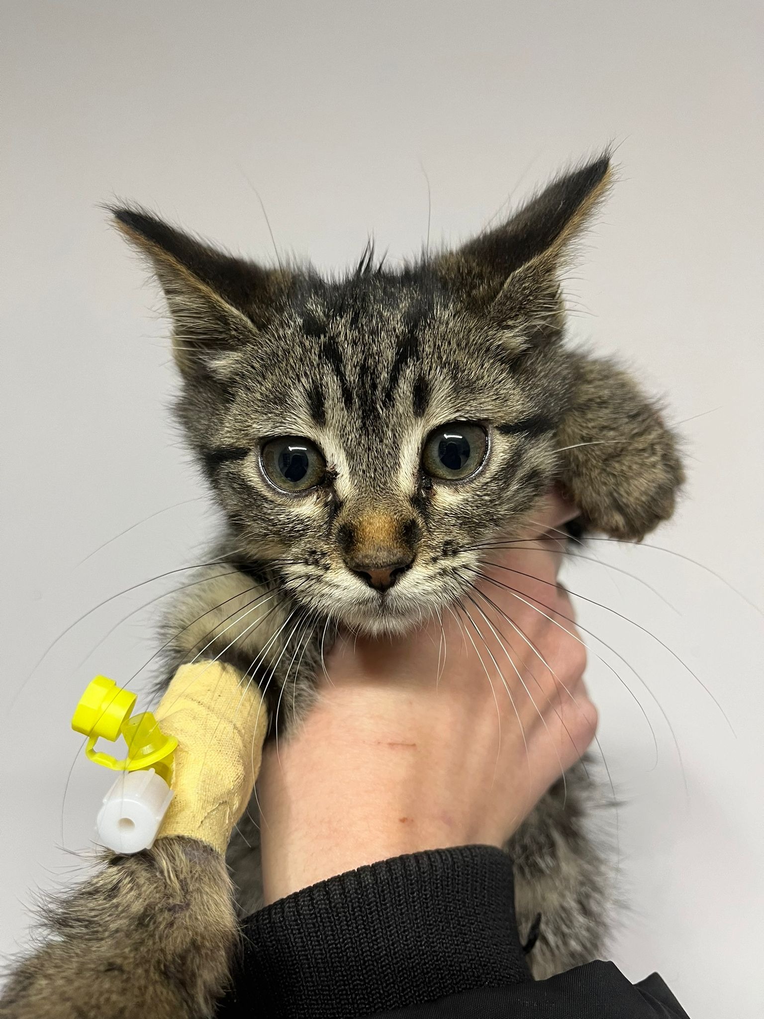 Donate to Oznur's Rescue Efforts in Turkey campaign photo, 2 of 4