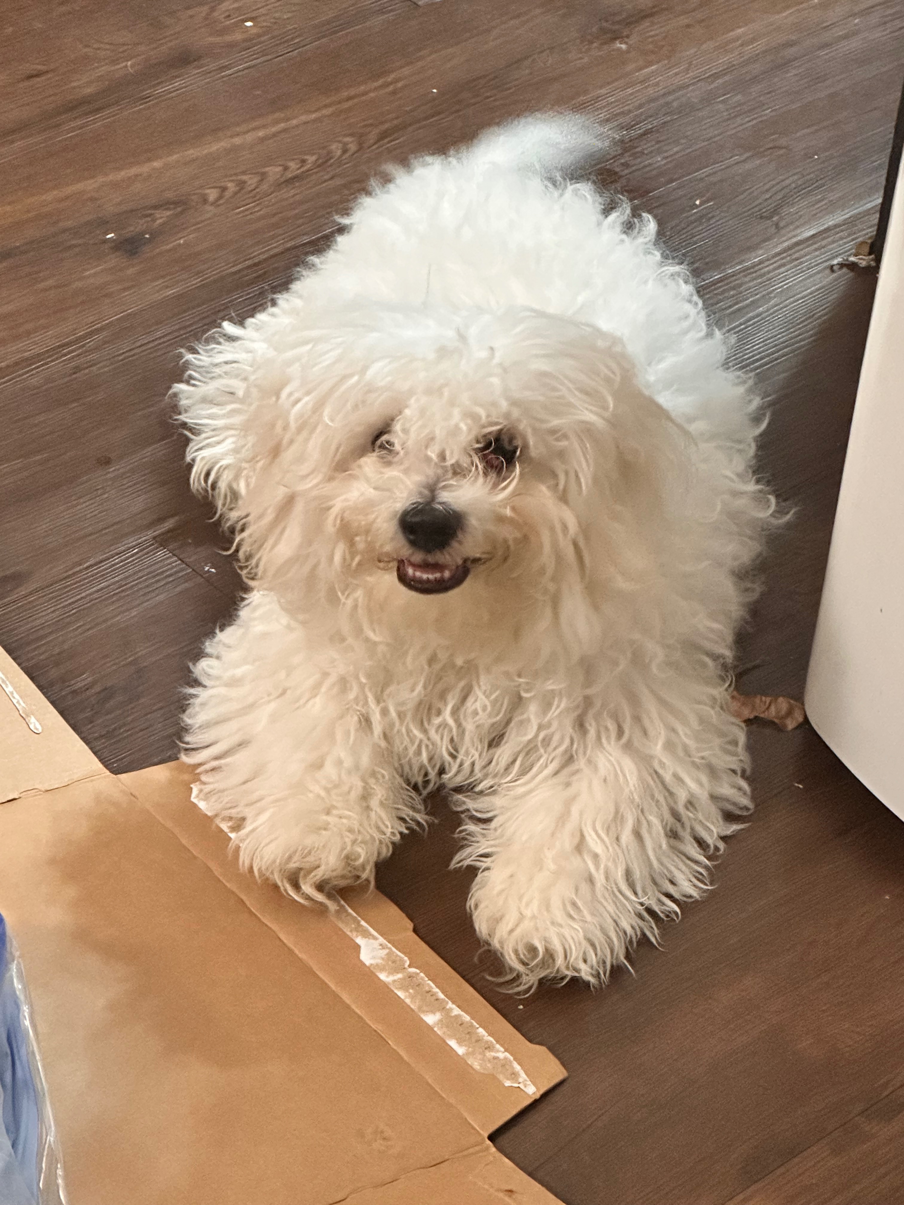 Help Deanna's Milo Get Urgent Vet Care campaign photo, 6 of 7