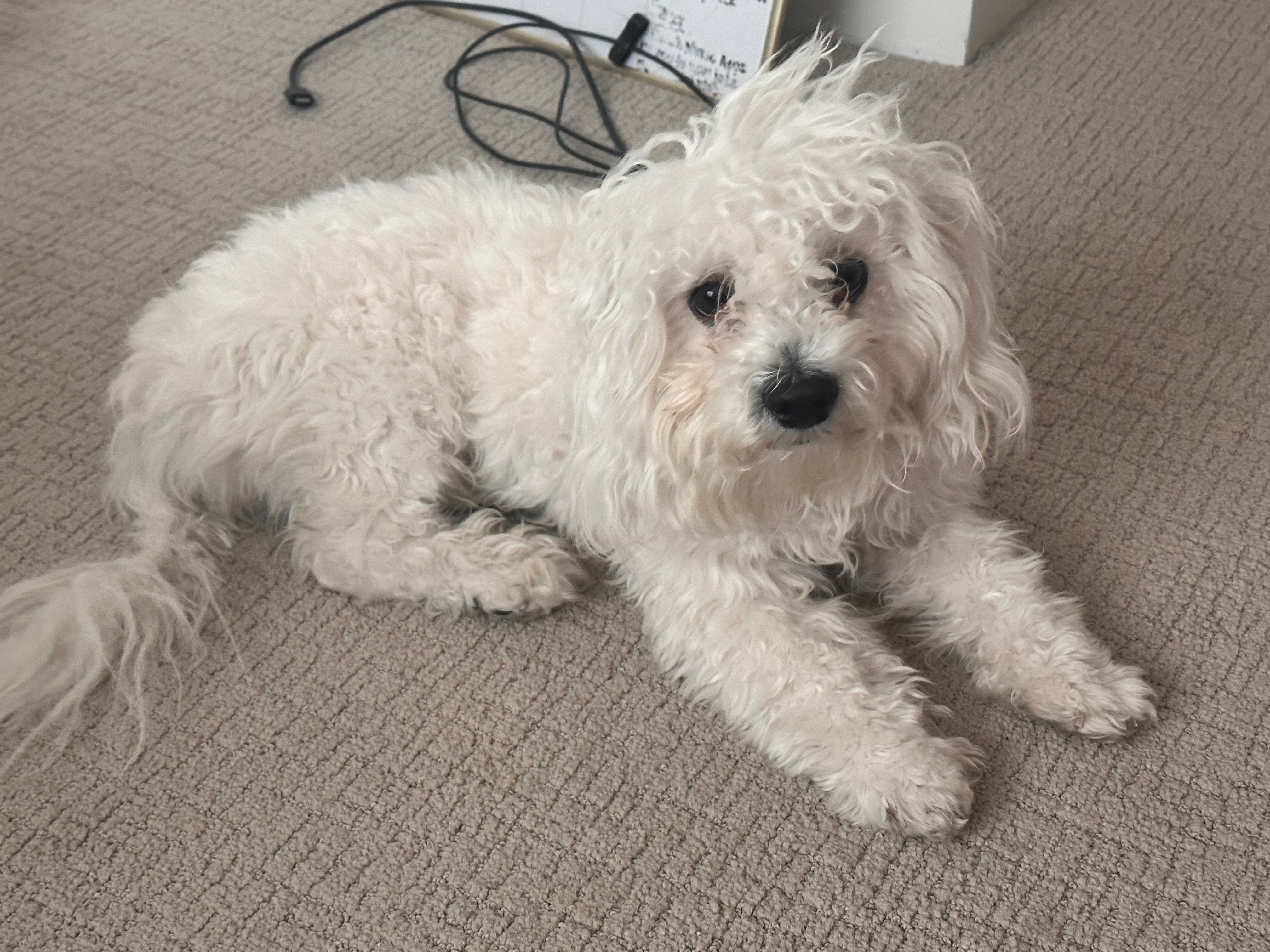 Help Deanna's Milo Get Urgent Vet Care campaign photo, 2 of 7