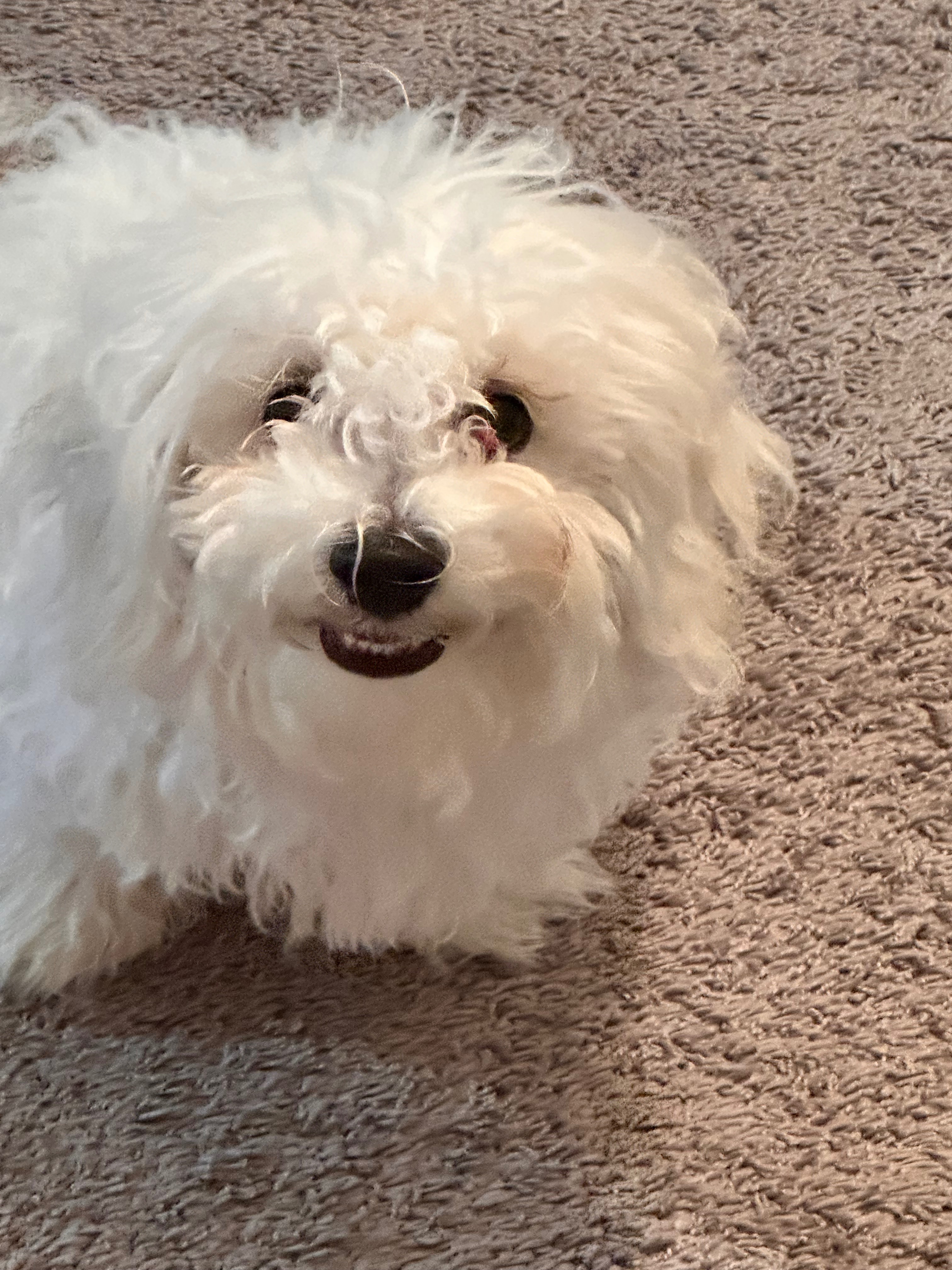 Help Deanna's Milo Get Urgent Vet Care campaign photo, 4 of 7
