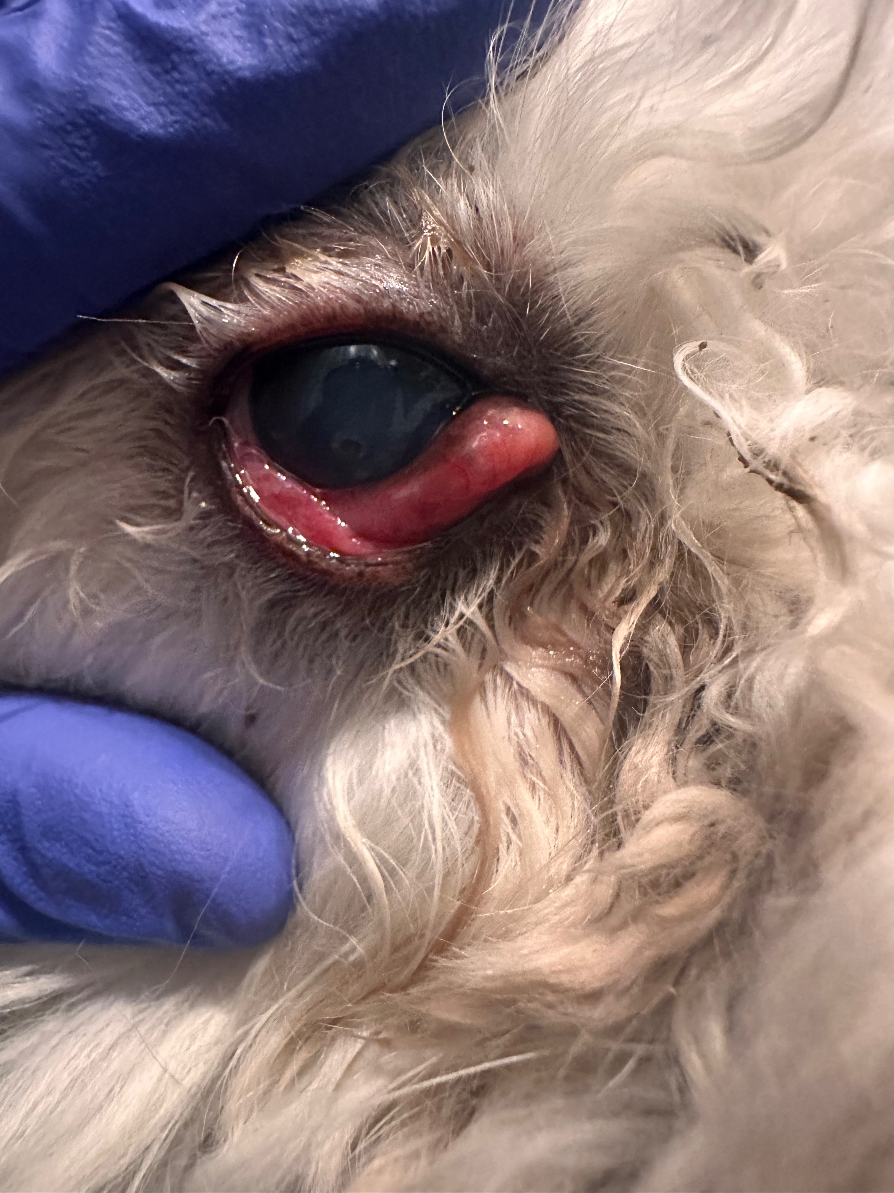 Help Deanna's Milo Get Urgent Vet Care campaign photo, 5 of 7
