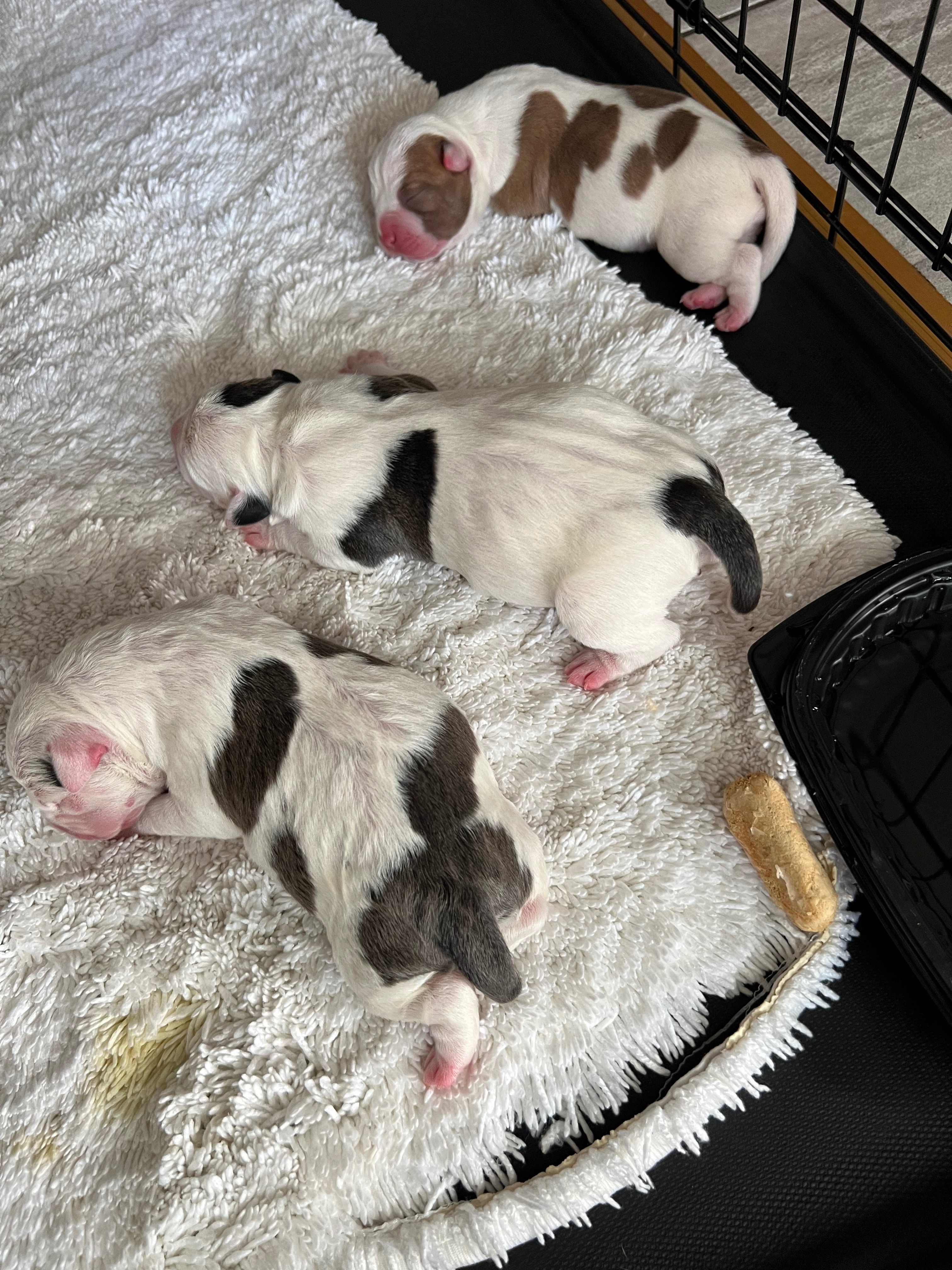 Help Honey and Her Puppies Heal campaign photo, 2 of 4