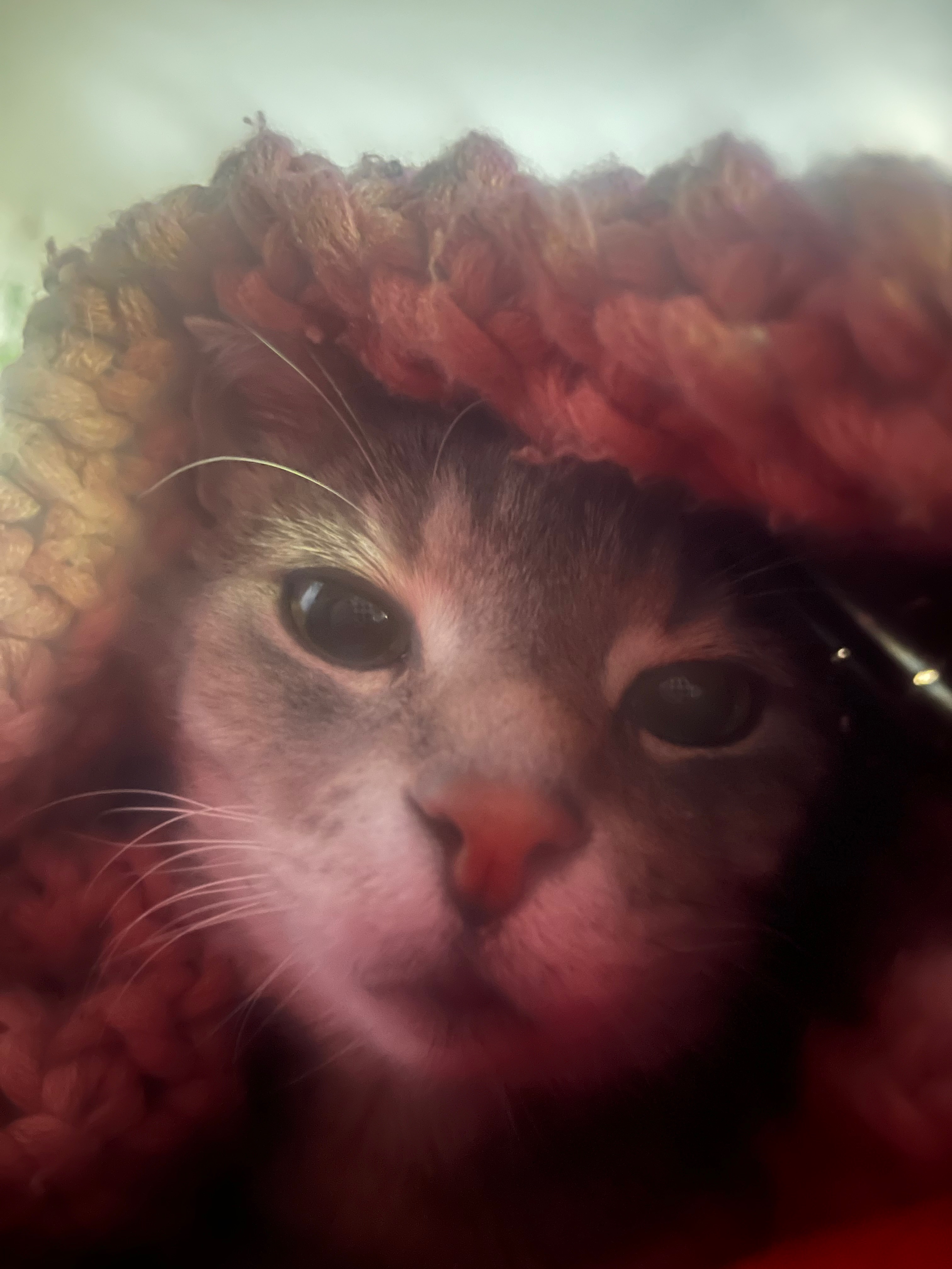 Help us pay for Dorian’s hyperthyroidism ‪‪❤︎‬ campaign photo, 6 of 7
