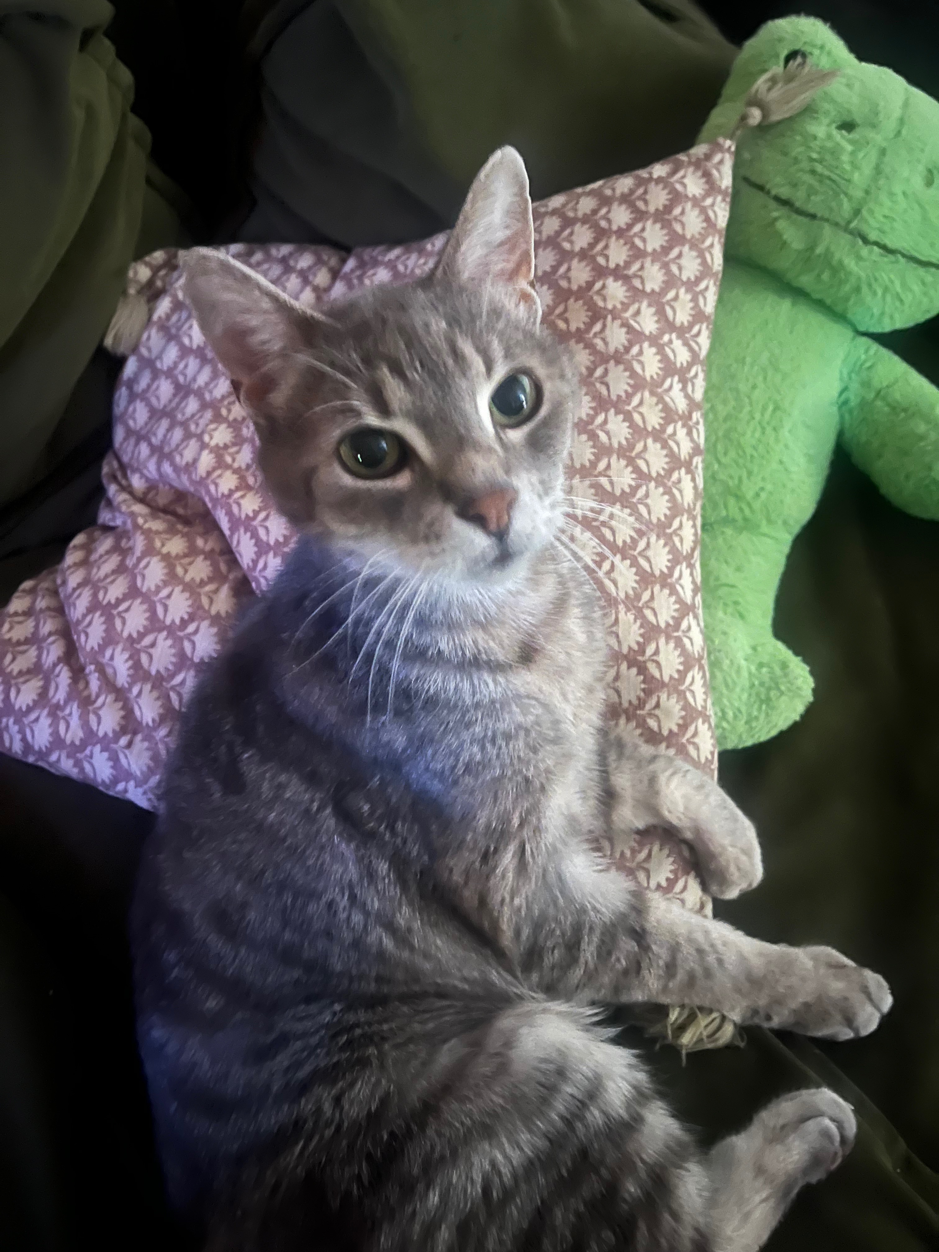 Help us pay for Dorian’s hyperthyroidism ‪‪❤︎‬ campaign photo, 2 of 7