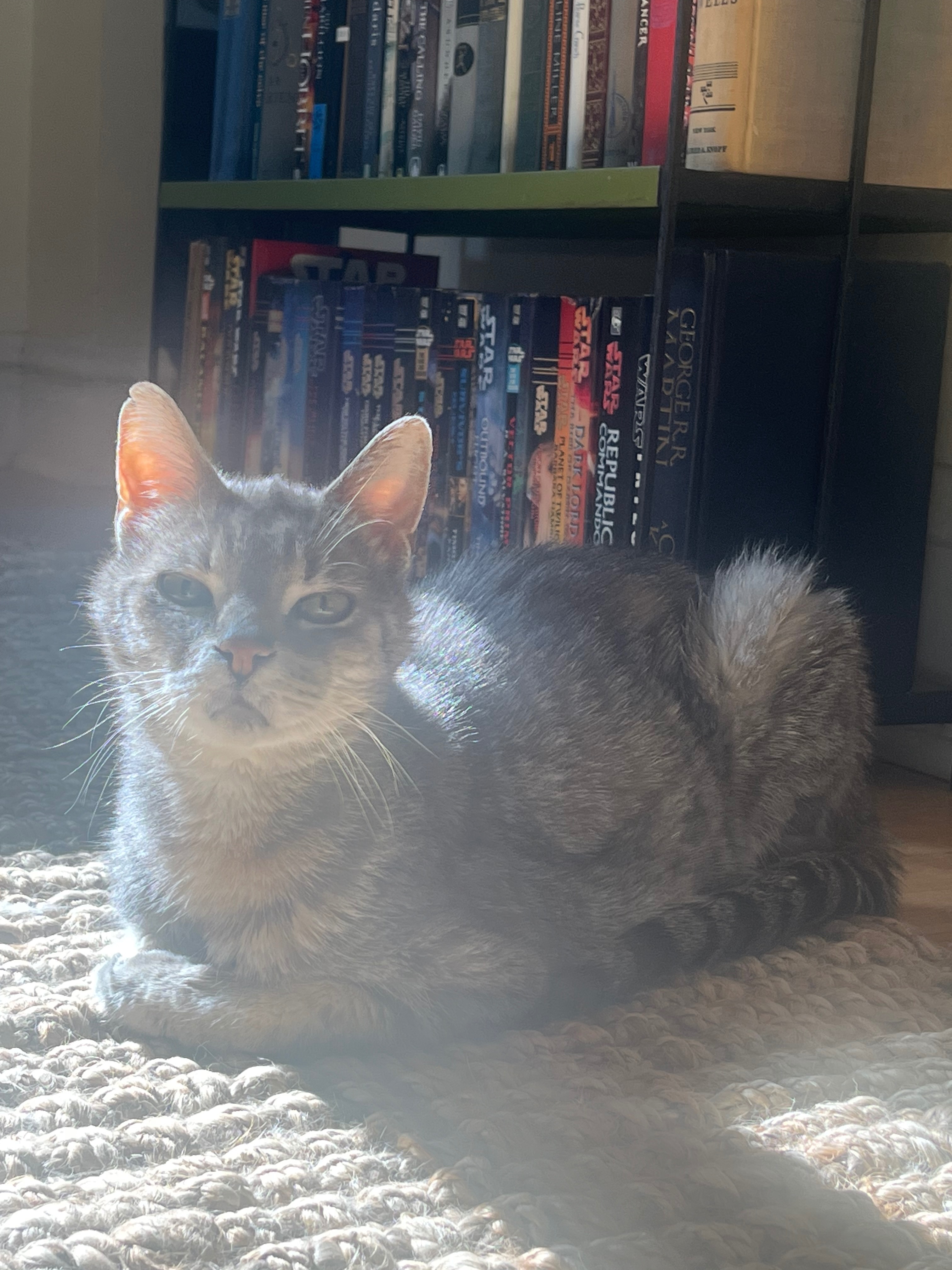 Help us pay for Dorian’s hyperthyroidism ‪‪❤︎‬ campaign photo, 5 of 7