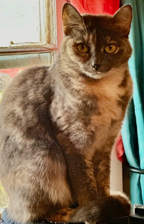 Help Kisma Get the Dental Surgery She Needs campaign photo, 2 of 7
