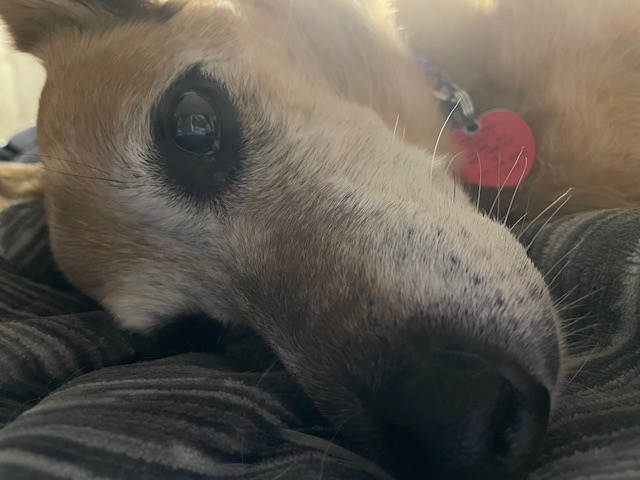 Help Ruby Get Lifesaving Surgery campaign photo, 2 of 8