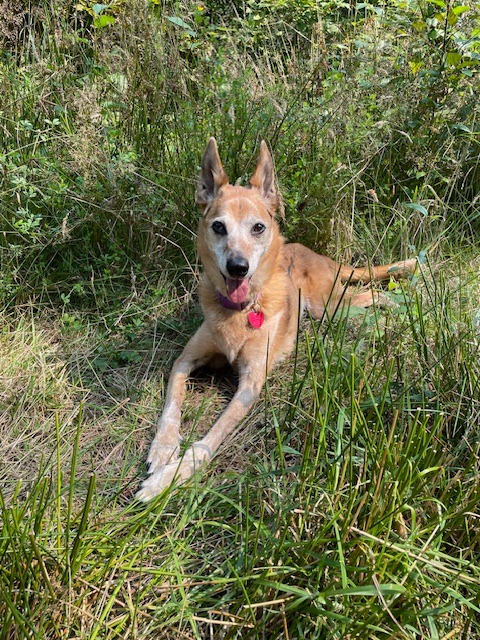 Help Ruby Get Lifesaving Surgery campaign photo, 4 of 8