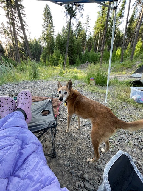 Help Ruby Get Lifesaving Surgery campaign photo, 5 of 8