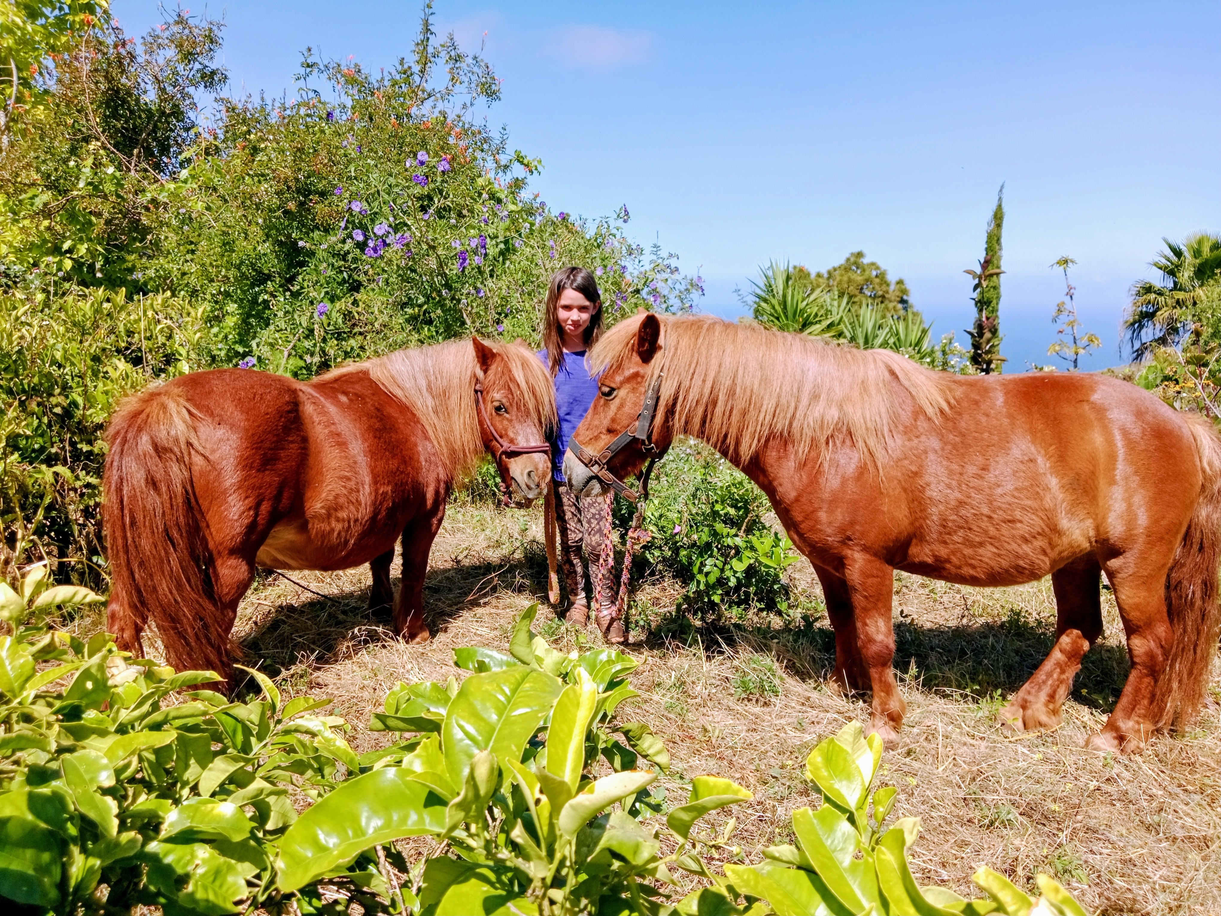 Ponytransport nach Deutschland campaign photo, 7 of 8