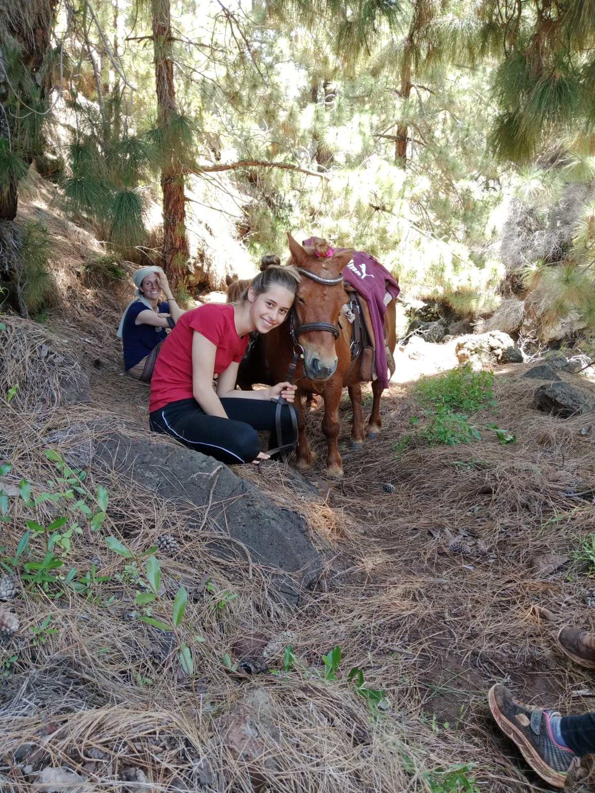 Ponytransport nach Deutschland campaign photo, 4 of 8