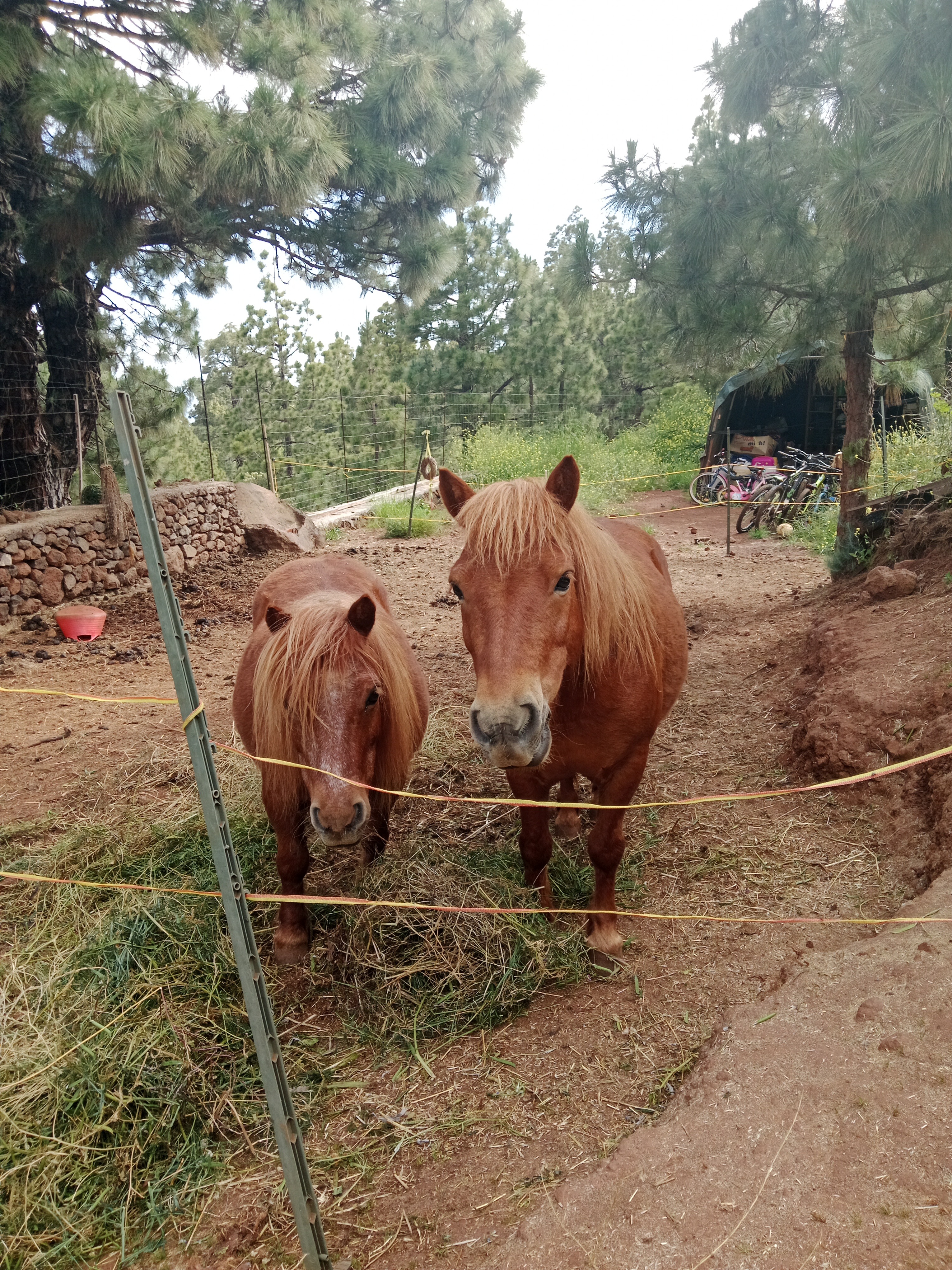 Ponytransport nach Deutschland campaign photo, 5 of 8