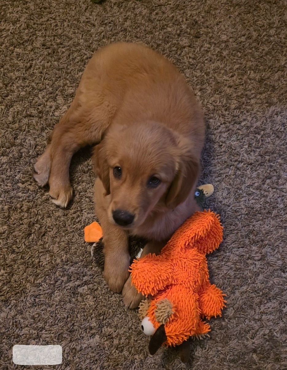 Help Save Our Puppy Luna From Parvo campaign photo, 2 of 8