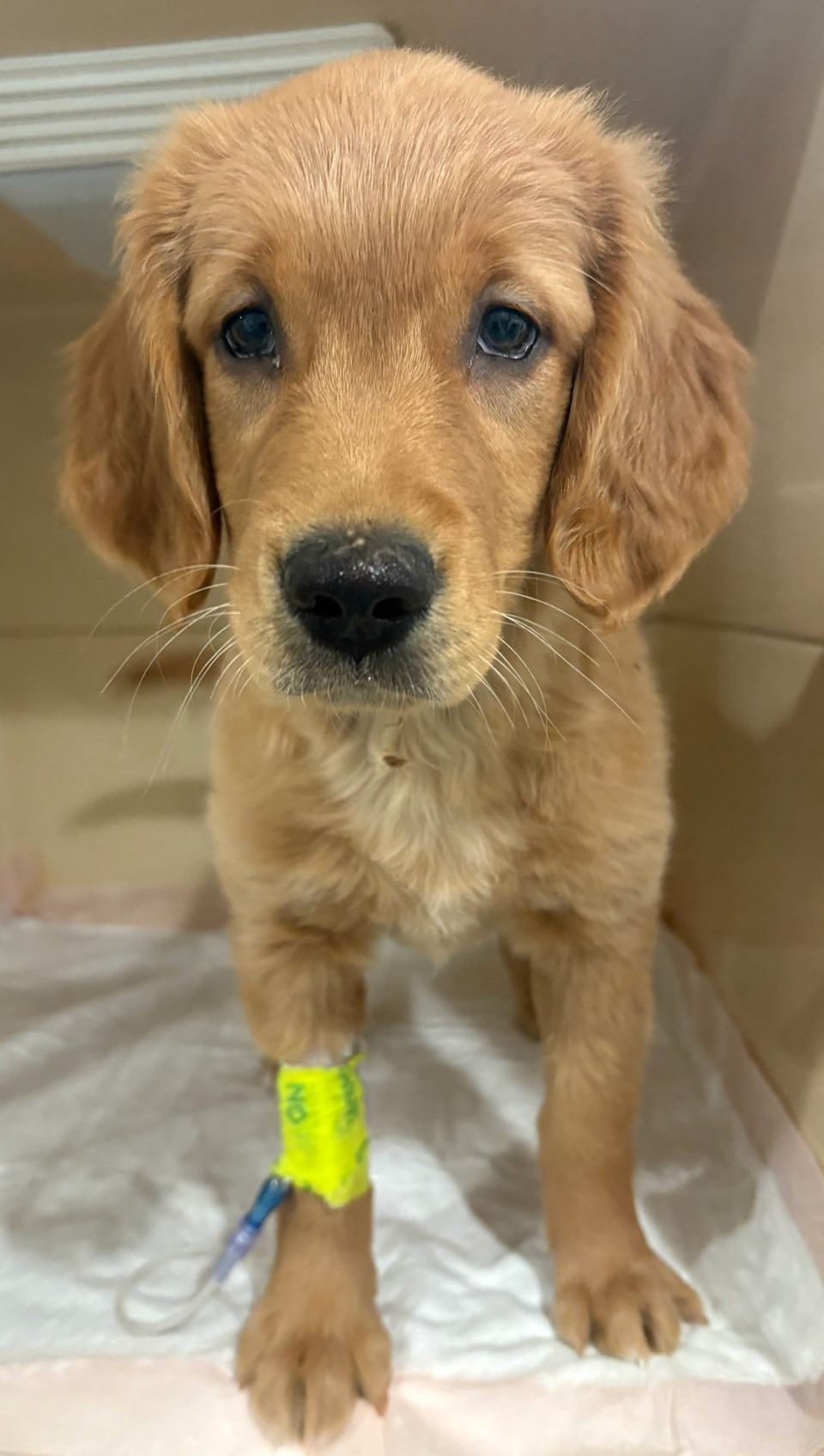 Help Save Our Puppy Luna From Parvo campaign photo, 6 of 8