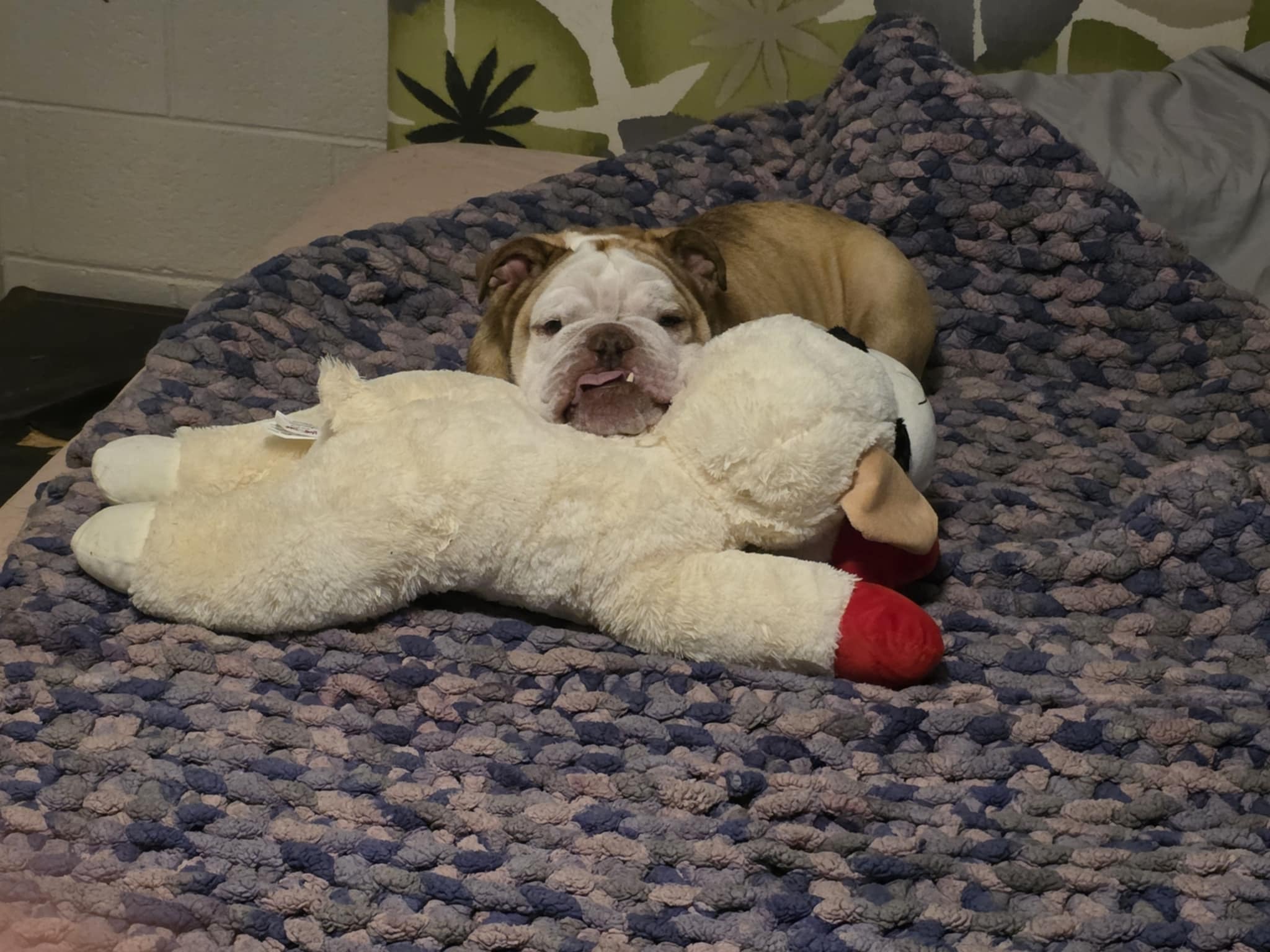 Help Pierogi Breathe: Support His Recovery campaign photo, 2 of 8