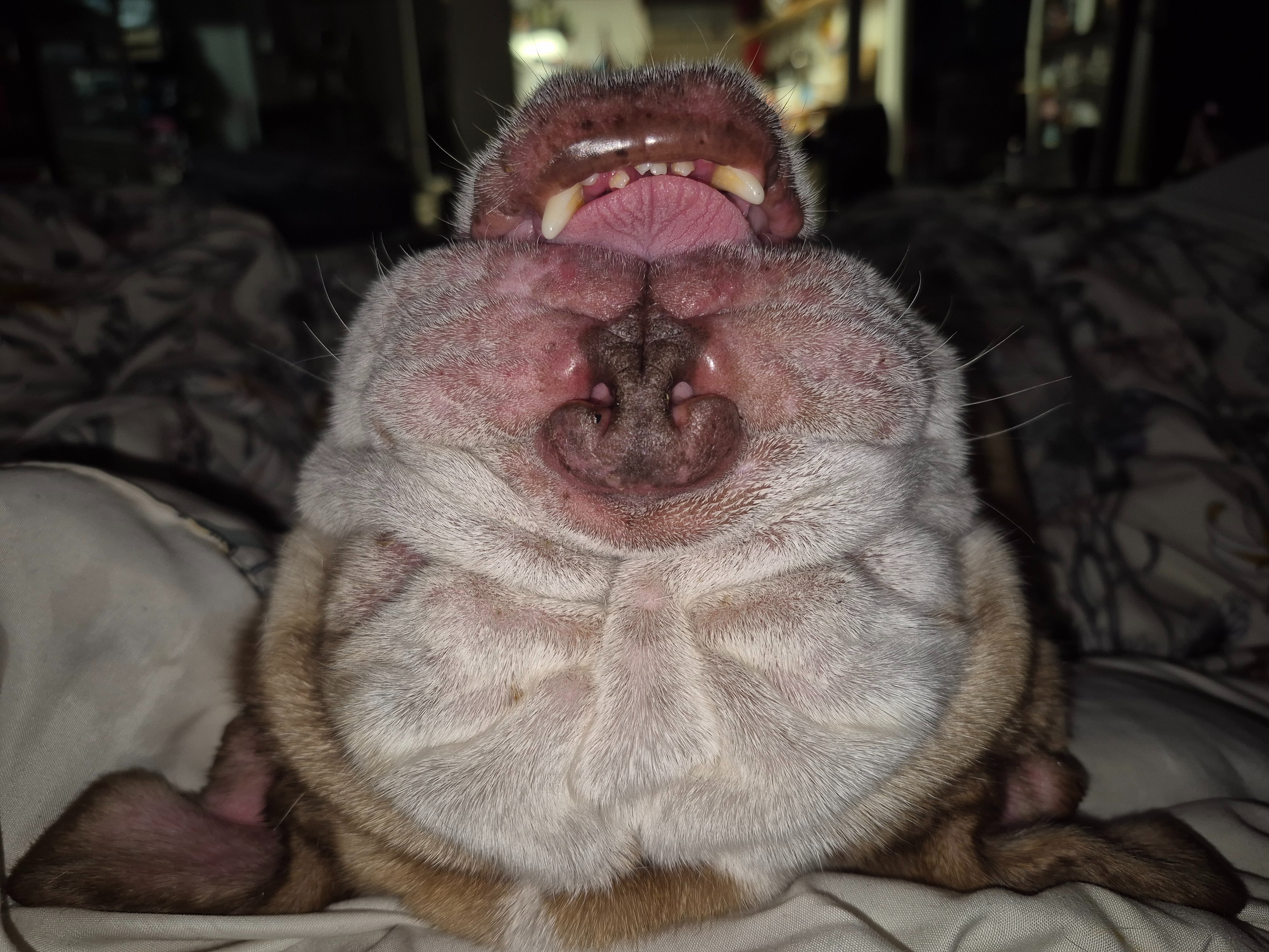 Help Pierogi Breathe: Support His Recovery campaign photo, 6 of 8